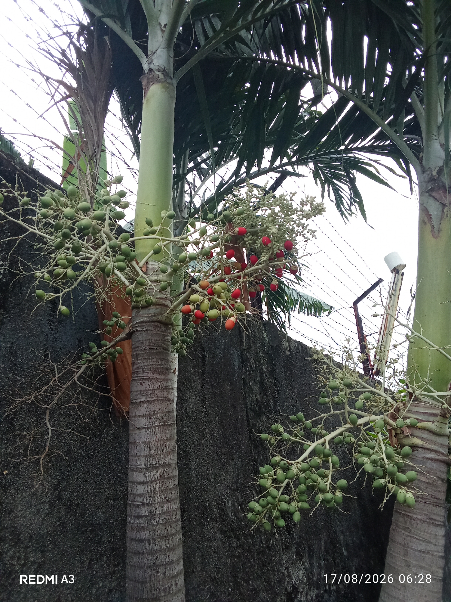 In Cemani, Indonesia, two palm trees bearing clusters of fruit are featured. The fruit ranges in color from green to red, indicating different stages of ripeness. The palm trees have rough, textured trunks, and their fronds are visible overhead. Behind the trees, a dark, textured wall is present, topped by a fence with barbed wire. The sky is overcast. The bottom left corner of the image displays the text "REDMI A3", and the bottom right corner shows "17/08/2026 06:28", indicating the device and date/time the photo was taken.