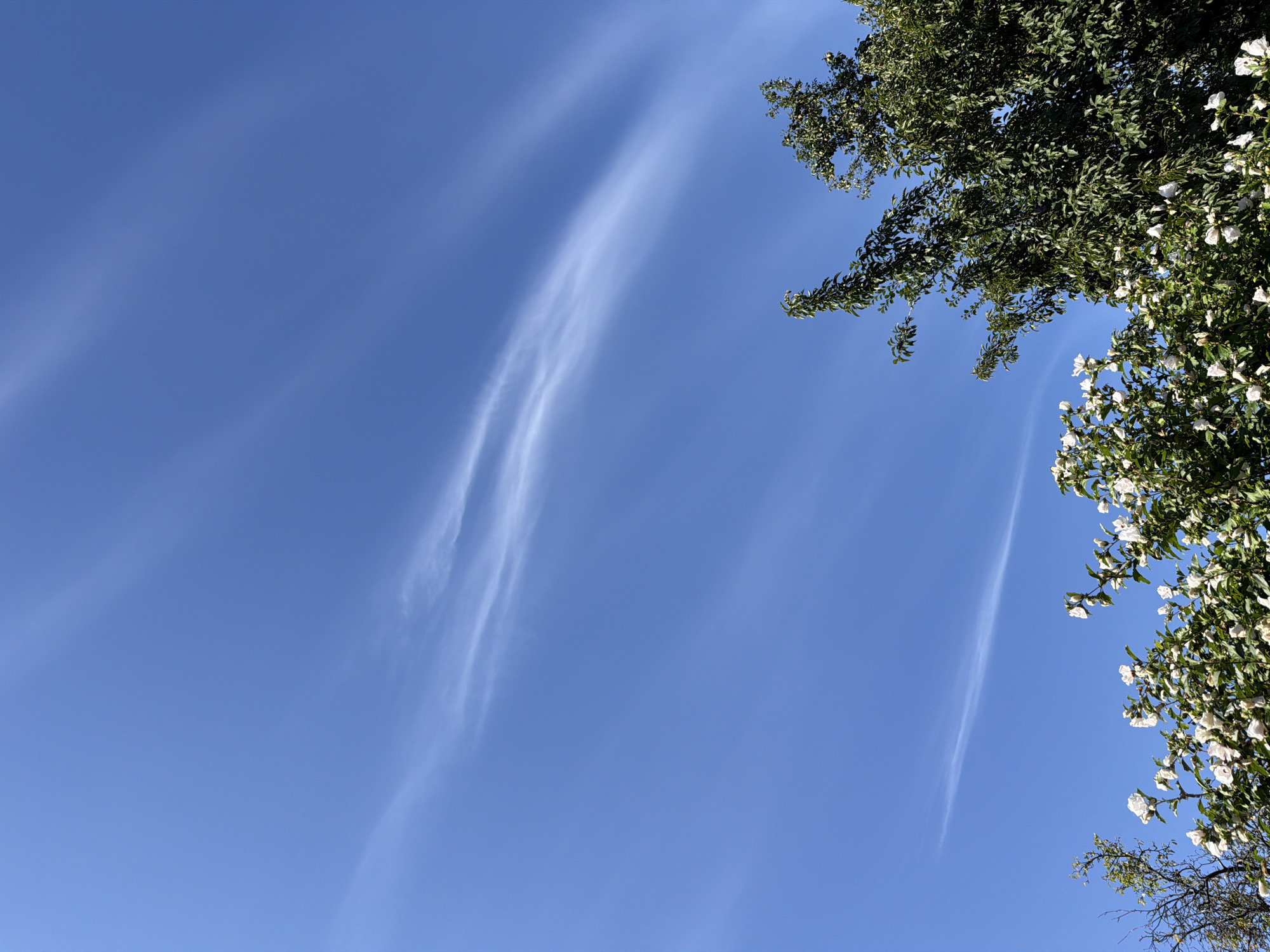 The image shows a clear blue sky with wispy white clouds streaking across it, giving the appearance of parallel lines. In the foreground, the tops of trees and bushes are visible, with one section of bushes covered in white flowers. The scene is set outdoors under daylight. The location is specified as Mali Kosharyshcha, Ukraine. There are no people or animals present in the image.