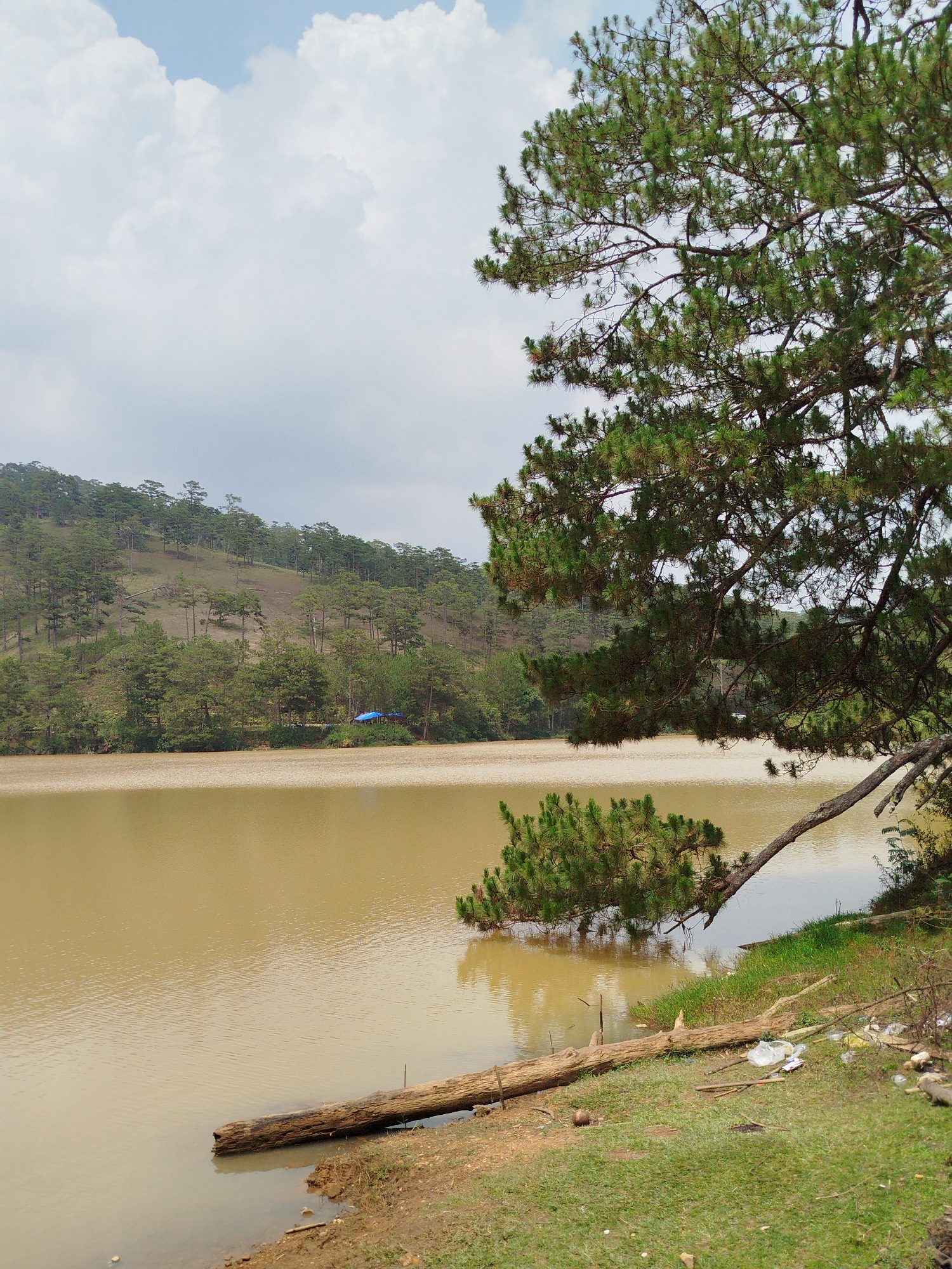 This vertical landscape photograph depicts a tranquil natural setting, likely near Lang Biang in Da Lat, Vietnam. The scene is bisected horizontally by a wide, calm body of water that occupies the middle ground, appearing a murky, reddish-brown or ochre hue, subtly reflecting the overcast sky.
In the background, a gently sloping hillside rises, densely covered with numerous coniferous trees, primarily pines, which extend into the distance under a cloudy sky. The tree coverage on the hill varies, with some areas appearing more sparsely treed. On the distant bank of the water, a small blue tarp or tent is visible amidst the foliage, indicating a subtle human presence.
The foreground is dominated by a large pine tree that branches out from the right side of the frame, with its green needles and sturdy branches extending over the water. A thick, curving branch dips low towards the water, its needles nearly touching the surface. Along the bottom right, a grassy bank with exposed reddish-brown soil meets the water. A prominent, weathered tree trunk lies partially submerged in the water near the shore, stretching onto the bank. Scattered pieces of litter, including plastic bags and bottles, are visible on the grassy area near the logs.
The sky is overcast with diffuse white clouds, suggesting a daytime scene, possibly late morning or early afternoon, with soft, indirect lighting. The overall impression is one of peaceful natural beauty, with a minor contrasting element of human impact. No visible text is present in the image.