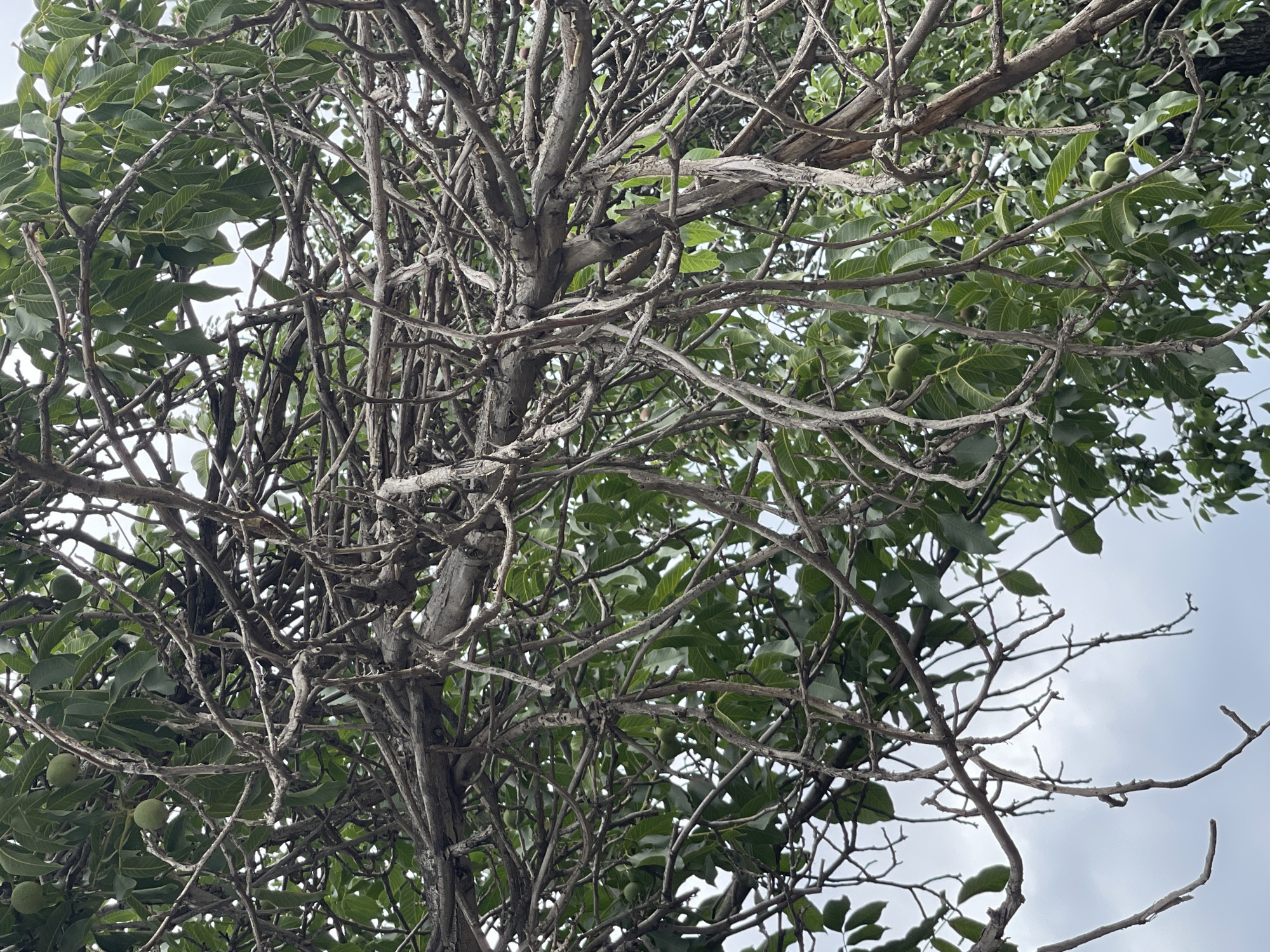 An outdoor, medium-shot, eye-level photograph captures a dense canopy of a tree with visible green nuts against a cloudy sky. The tree's branches are a mix of thick, weathered gray wood and thinner, dry, dead branches that twist and intertwine, creating a complex, almost cage-like structure. Green leaves are interspersed throughout, some appearing vibrant and healthy, while others are more sparse. Several small, round, green nuts are visible, some clustered together on branches, others more isolated. The background is dominated by a pale, overcast sky, with hints of lighter clouds. The scene appears to be in an outdoor setting, possibly a park or a residential area, in the city of Bishkek, Kyrgyzstan, based on the provided information. There are no people or animals visible in the frame. The overall impression is one of nature's tenacity, with new growth and remnants of past seasons coexisting.