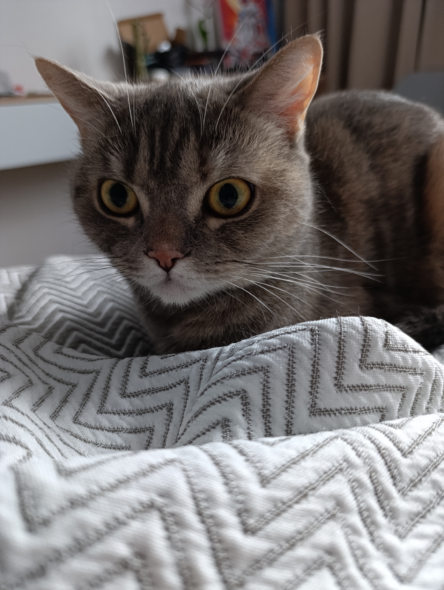 A gray tabby cat with yellow-green eyes is resting on a white and gray chevron-patterned blanket. The cat's head is tilted slightly to the left. The background is blurry, revealing glimpses of a shelf or counter, a box, and other indistinct objects. The location cannot be ascertained from the provided image.