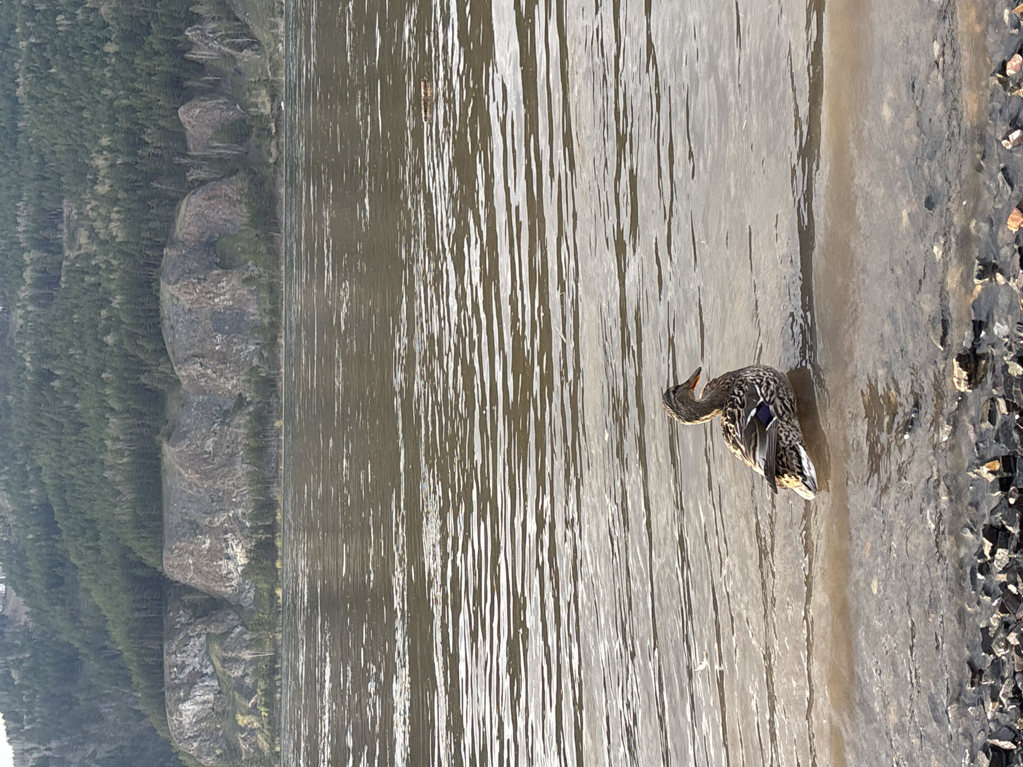 A duck stands in shallow water near a rocky shore. Behind the water is a shoreline with cliffs and a forest of evergreen trees. The location is Овсянка, Russia.