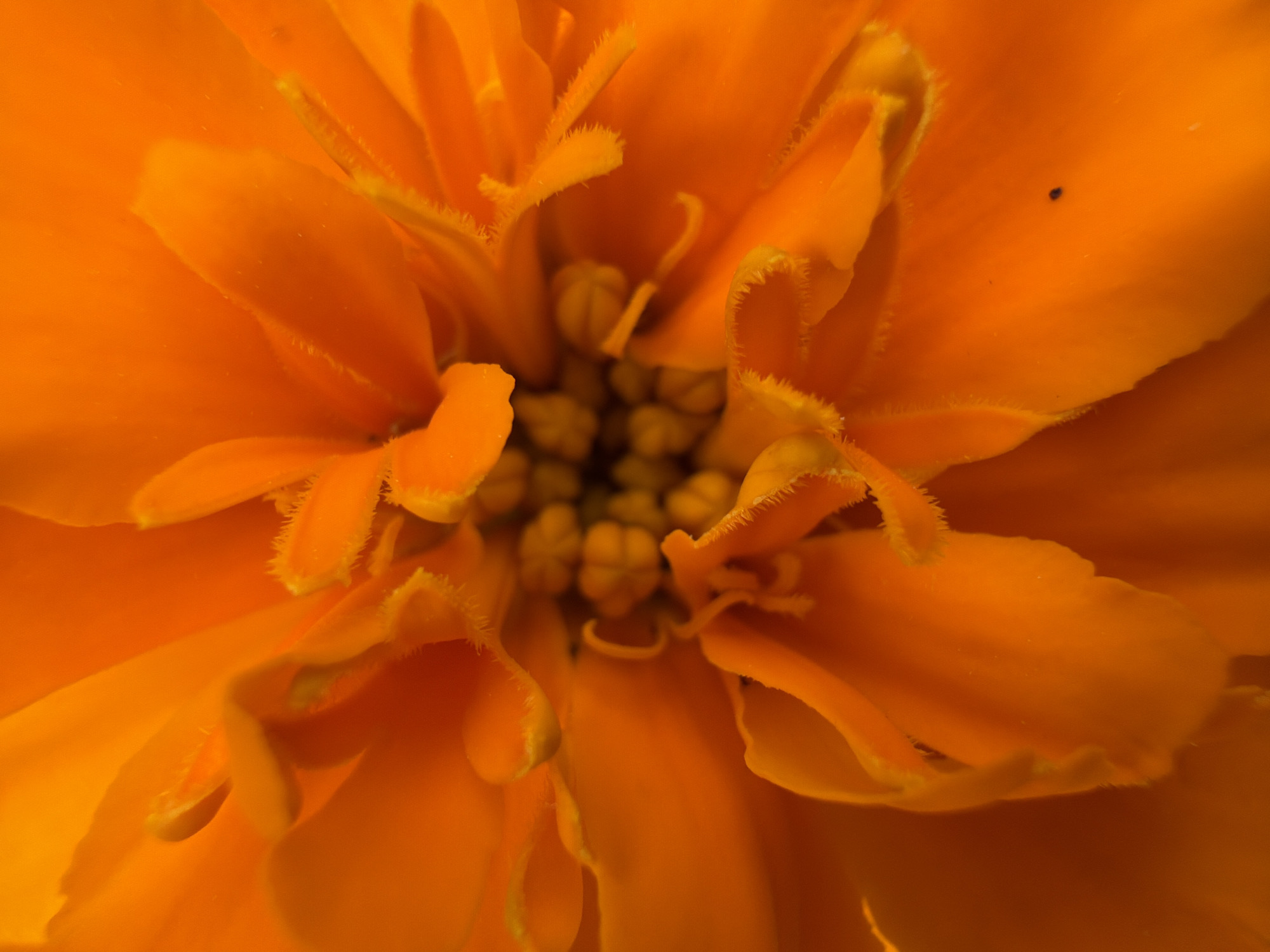 A macro photograph captures the intricate details of an orange flower's center. The petals are layered and ruffled, with a fuzzy texture along their edges. In the very center, a cluster of small, yellow, pod-like structures are visible, likely the reproductive parts of the flower. The lighting is warm and highlights the vibrant orange hues of the petals. The image appears to have been taken indoors or in a controlled environment, as no background elements are visible. The photograph is cropped tightly, focusing solely on the flower's bloom. There is no discernible information in the image to suggest its location in Blagoveshchenskoe, Russia, or any other specific geographic location.