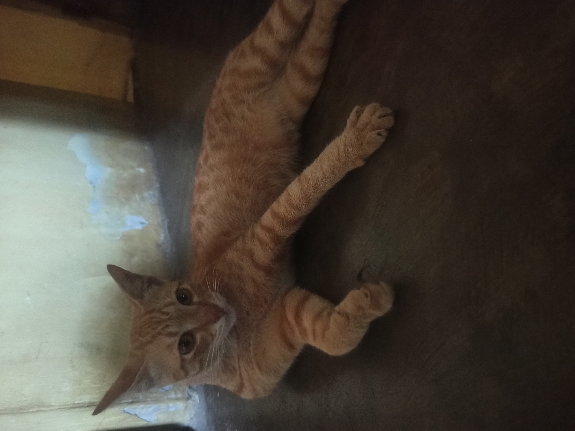 An orange tabby cat is lying on a dark wooden floor in front of a light-colored, weathered wall. The cat is positioned with its body extended and its head turned towards the viewer. Its fur has distinct dark orange stripes. The wall behind the cat shows signs of peeling paint and is slightly discolored in patches. The lighting is dim, suggesting an indoor setting, likely a home or a sheltered outdoor area, possibly in Tuba, Indonesia.