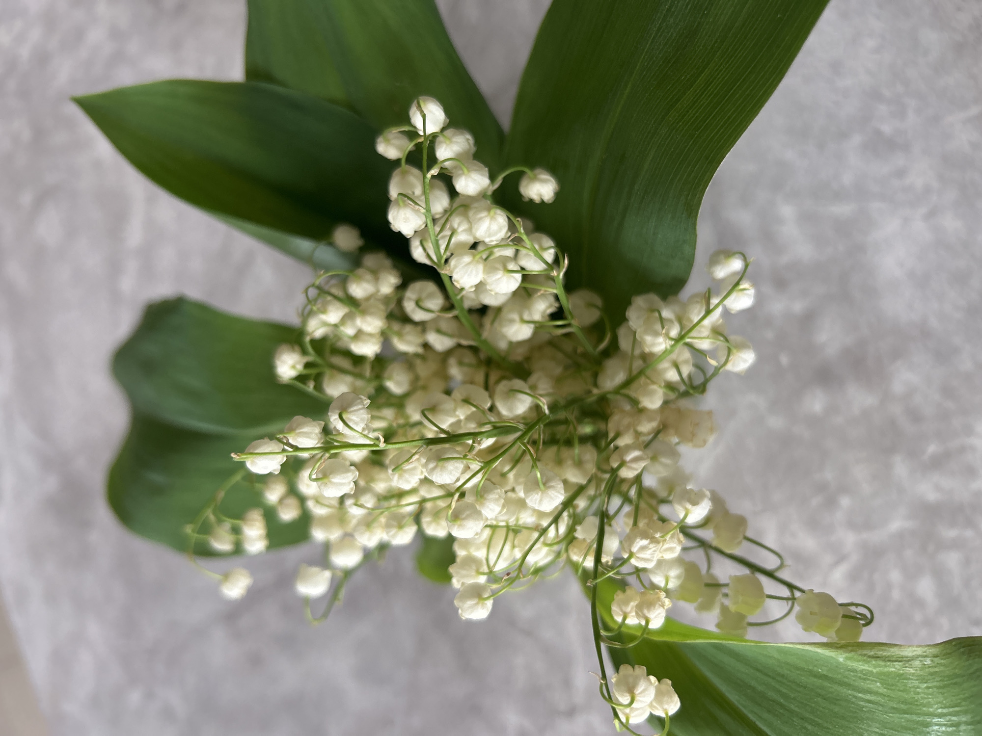 A close-up, high-angle shot depicts a cluster of lily of the valley flowers and leaves. The small, white, bell-shaped flowers are densely packed together, with green stems extending in various directions. Several broad, green leaves frame the floral arrangement. The background appears to be a textured, light gray surface.
