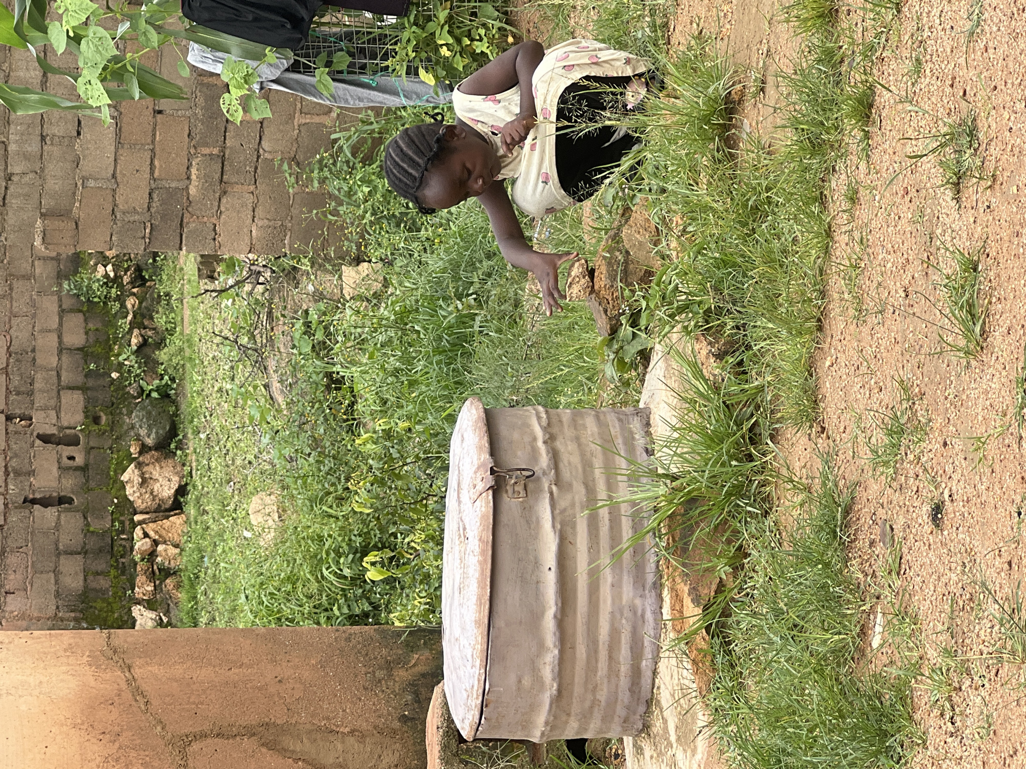 In Jos, Nigeria, a young girl is seen squatting in the grass next to a large, circular metal container with a rusted lid. She is wearing a light-colored dress with a pink fruit pattern and black leggings. Her hair is styled in braids. The girl is reaching out with her left hand towards a pile of rocks. The scene is outdoors, with a brick wall and a dirt and gravel ground visible. Green grass and some plants are growing around the area.