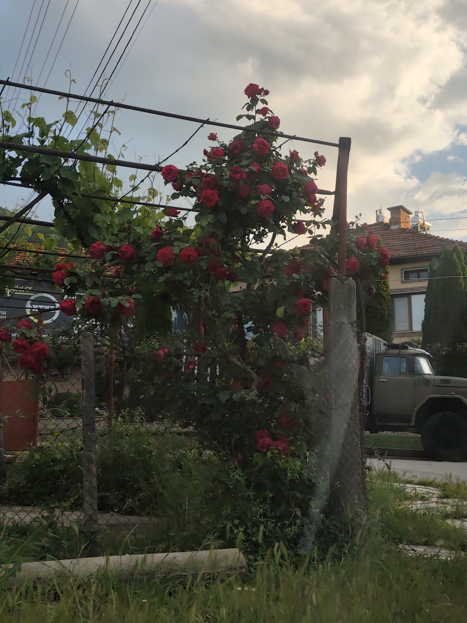 The scene depicts a lush, overgrown garden in an urban setting in the city of Unknown, Unknown. The primary subject is a climbing rose bush, laden with vibrant red roses, growing on a metal trellis. To the left of the rose bush, grapevines are also visible, intertwining with the trellis. Behind the garden, a two-story house with a red tile roof is partially visible. A military truck in camouflage green is parked near the house. A chain-link fence runs along the front of the property, partially obscured by tall grasses and weeds. Power lines are strung above the garden. The sky is overcast with a mix of light and dark clouds.