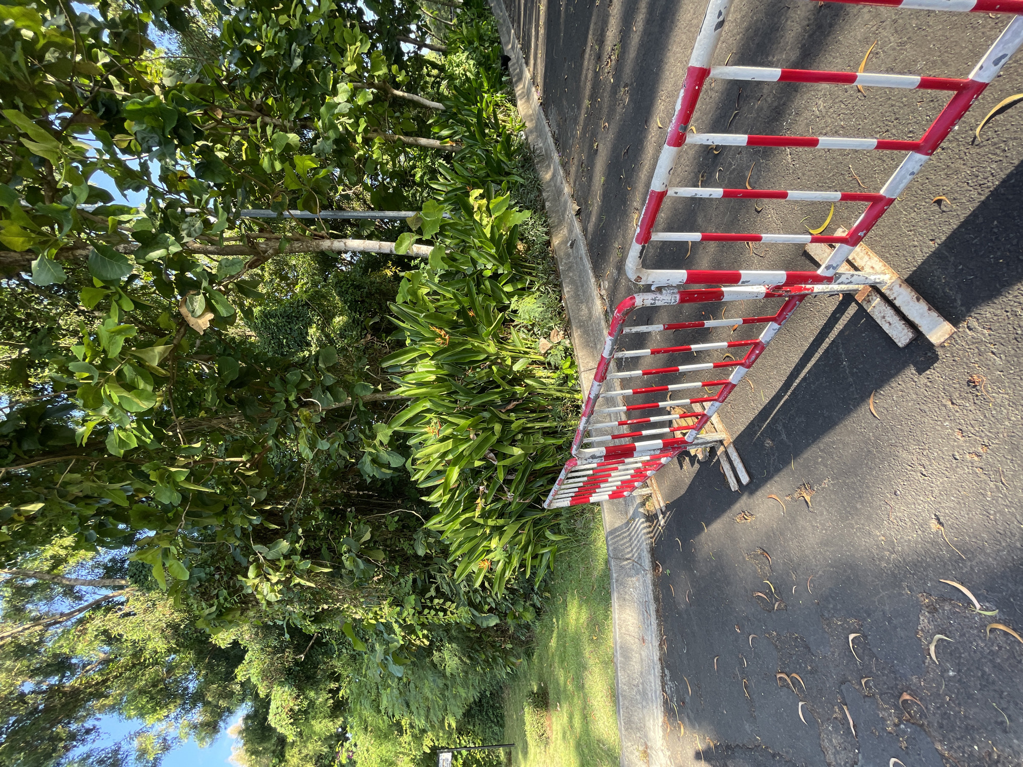 The image displays an outdoor scene in a tropical environment, likely a roadside or pathway, characterized by a stark contrast between man-made infrastructure and lush vegetation. A weathered red and white striped metal barrier stands prominently on a dark asphalt surface, running parallel to a concrete curb. The barrier exhibits signs of wear, including chipped paint and some rust, and is supported by two simple metal feet.
Beyond the curb, a dense array of tropical flora thrives. Tall trees with large, green leaves form a canopy, through which glimpses of a clear blue sky are visible. Below the tree canopy, an abundant undergrowth features broad-leafed plants, some resembling varieties like Heliconia, interspersed with various green shrubs and smaller plants, creating a rich and vibrant natural border.
The paved asphalt area is scattered with dried, curved leaves and features distinct shadows cast by the barrier and surrounding foliage, indicating a bright and sunny day, possibly mid-morning or late afternoon. The type of vegetation present is typical of a tropical climate, aligning with the location context of Kuta Selatan, Indonesia. The scene is static, with no human or animal activity, and no discernible text is visible on any object.
