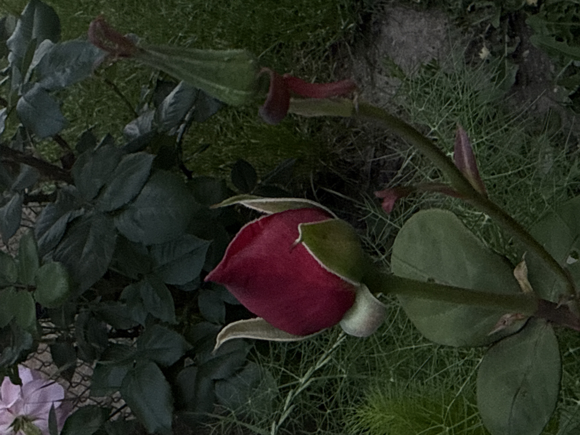 A close-up, slightly angled view of a deep red rosebud surrounded by green foliage. The bud is mostly closed with tips of petals just beginning to unfurl. Several green leaves and stems are visible, along with grass and other foliage in the background. An additional unopened flower bud is visible extending from the stem. The location is not specified in the image. There is no evidence to suggest the location is in the city of Bogdan, Bulgaria.