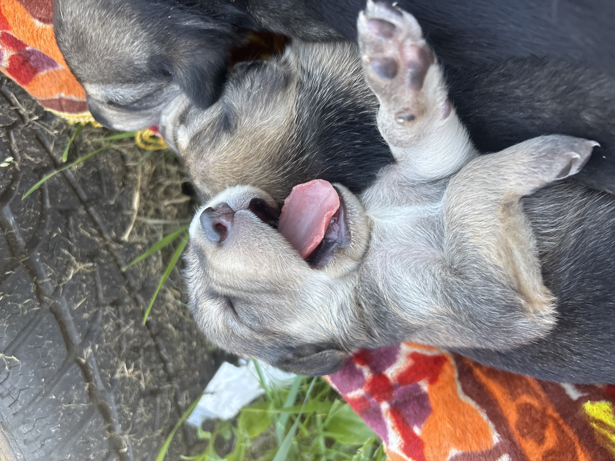 The image depicts three young puppies resting outdoors on a patterned blanket, located in the city of Semyonov, Russia. The foremost puppy, displaying greyish-brown brindle fur, lies on its side with its eyes closed and mouth wide open in a yawn, revealing a pink tongue and small teeth. Its pink nose and dark paw pads are visible. Behind and partially underneath this puppy, two additional puppies are visible, one appearing predominantly dark with some tan markings. The puppies are nestled together on a soft, multi-colored blanket featuring orange, red, and brown geometric patterns. In the upper background, a heavily weathered and cracked black rubber tire is present. Green grass and dark soil are visible around the tire and in the left portion of the frame, alongside a small piece of white debris. The scene is illuminated by natural daylight.