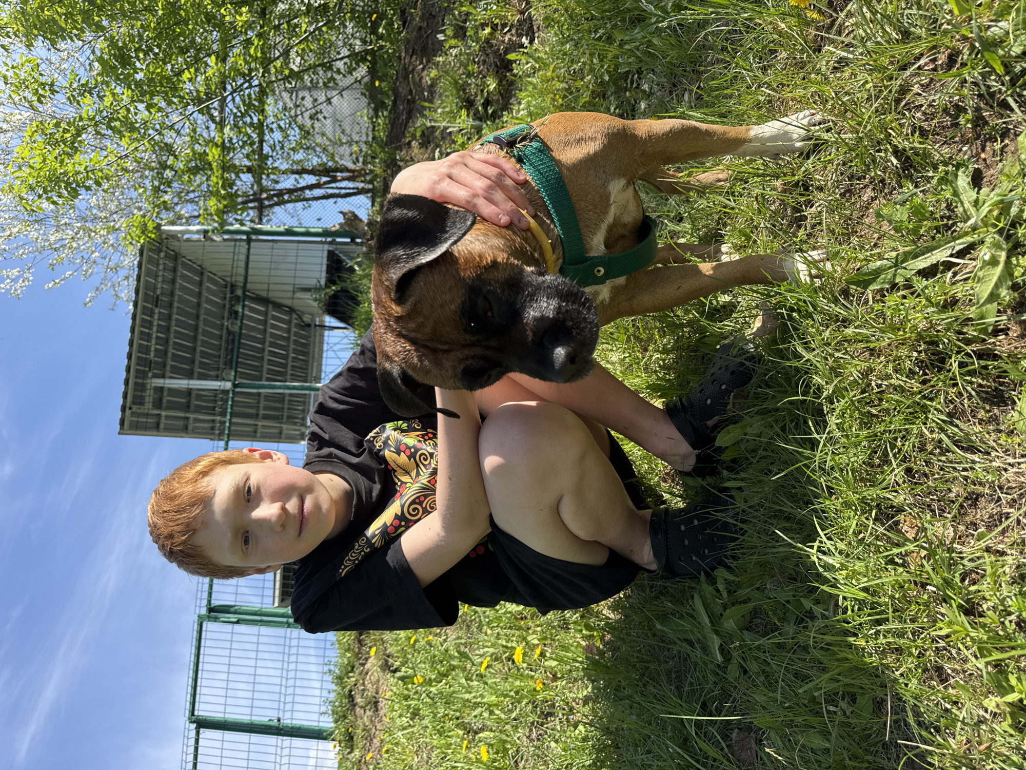 A young boy with red hair is crouching in a grassy area next to a brown and black Boxer dog. The dog is wearing a green harness. The boy has his arms around his knees. The location is outdoors. There is grass on the ground, some dandelions, trees and a fence. The city is Chaikovsky, Russia.