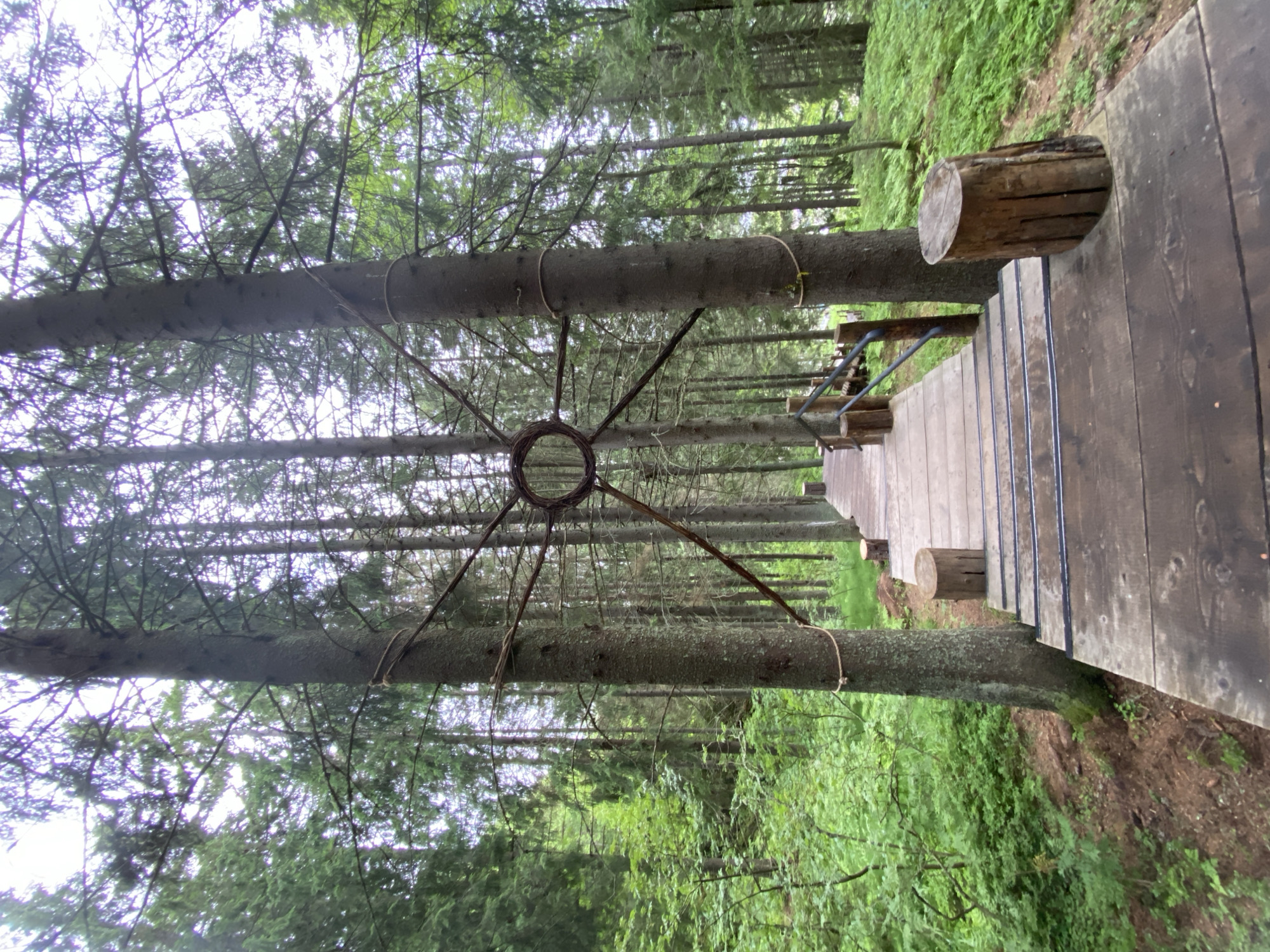 The image depicts an outdoor scene within a forest, likely Lakhdenkiulya, Russia, featuring a wooden walkway and surrounding trees. The walkway, constructed of wooden planks, appears to be elevated and steps are visible. On either side of the walkway, tree trunks are prominent, with one tree in the foreground exhibiting a circular object made of branches or twigs tied to it with rope. Another tree in the foreground has a similar circular object attached. Wooden stumps are placed alongside the walkway. The forest floor is covered in lush green vegetation, including ferns and smaller plants, and the trees are tall and dense, creating a canopy overhead. The sky is overcast. No people or animals are present in the image.
