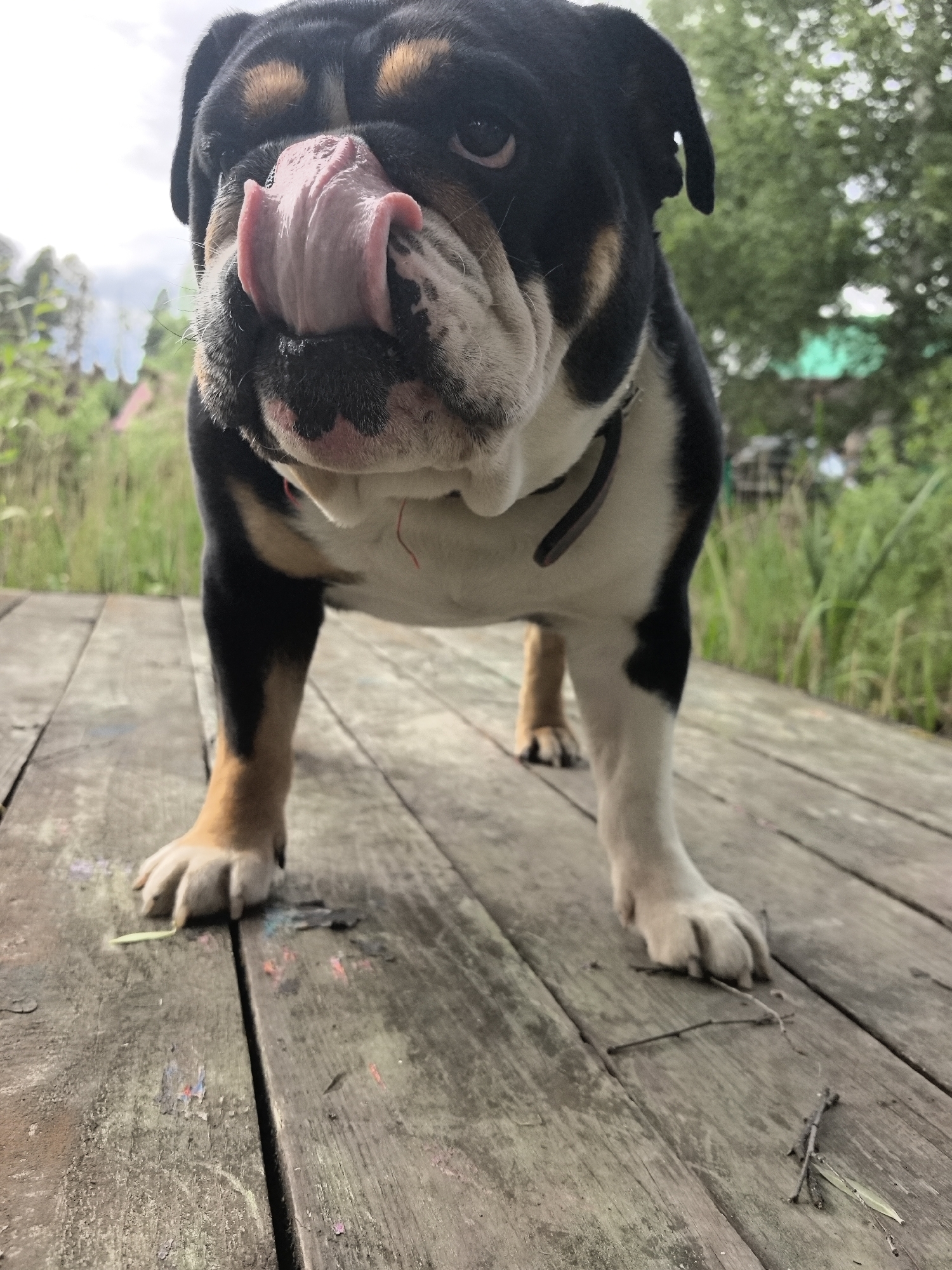 A black, white, and brown English bulldog stands on a weathered wooden deck, its tongue extended upwards towards its nose. The dog wears a black collar. The background shows tall grass and foliage, suggesting a natural or semi-rural environment. The location is in the city of Noviy, Russia.