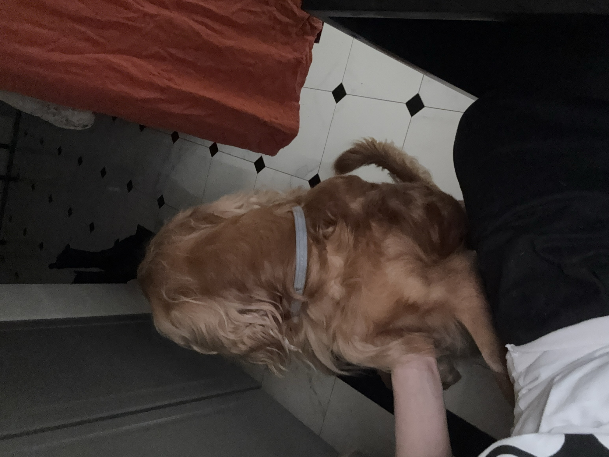 In an indoor environment, a golden-colored dog with long fur is facing away from the camera, its back and hindquarters clearly visible. The dog is wearing a light blue collar. The dog is positioned on a black surface, and in the foreground, a person's arm and shoulder are visible, with the arm resting on the dog. Behind the dog, a tiled floor with a black and white diamond pattern is visible. To the right of the dog, a large piece of orange fabric is draped. To the left, a dark vertical surface, possibly a door or wall, is present. The overall lighting is dim.