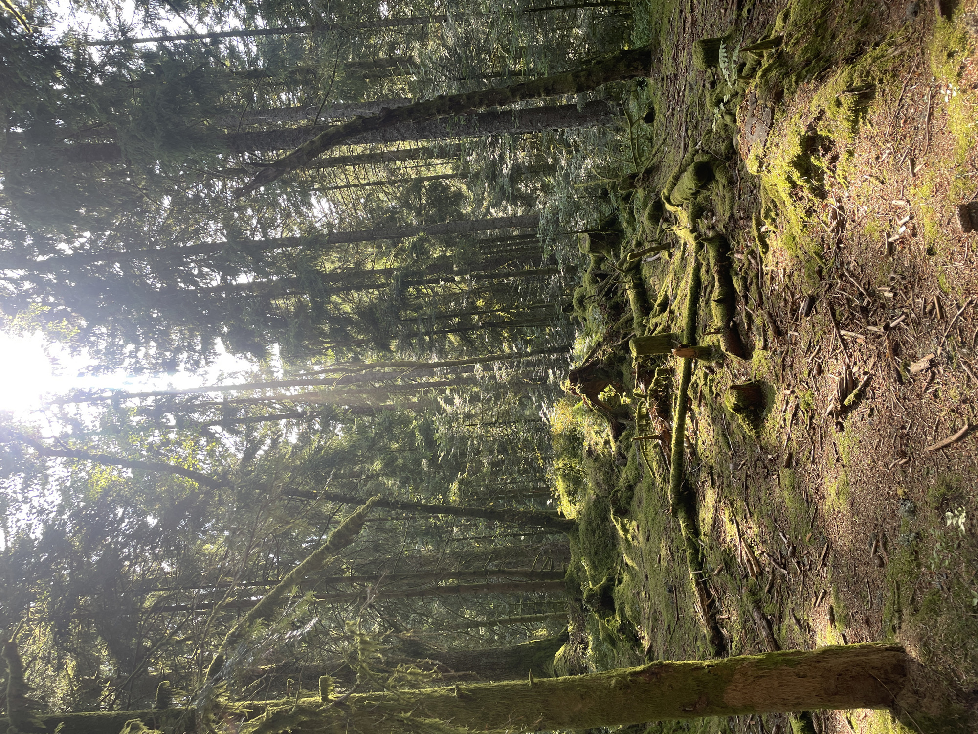 The image depicts a sun-dappled forest floor covered in moss and fallen branches. Tall evergreen trees, their trunks draped with moss, form a dense canopy overhead. Sunlight filters through the branches, creating dramatic beams of light that illuminate patches of the forest floor. The ground is uneven, with exposed tree roots and scattered pine needles. The scene evokes a sense of natural tranquility and seclusion. The location is identified as a forest near the city of Gérardmer, France, a region known for its dense woodland and numerous lakes. There are no people or animals visible in the image.