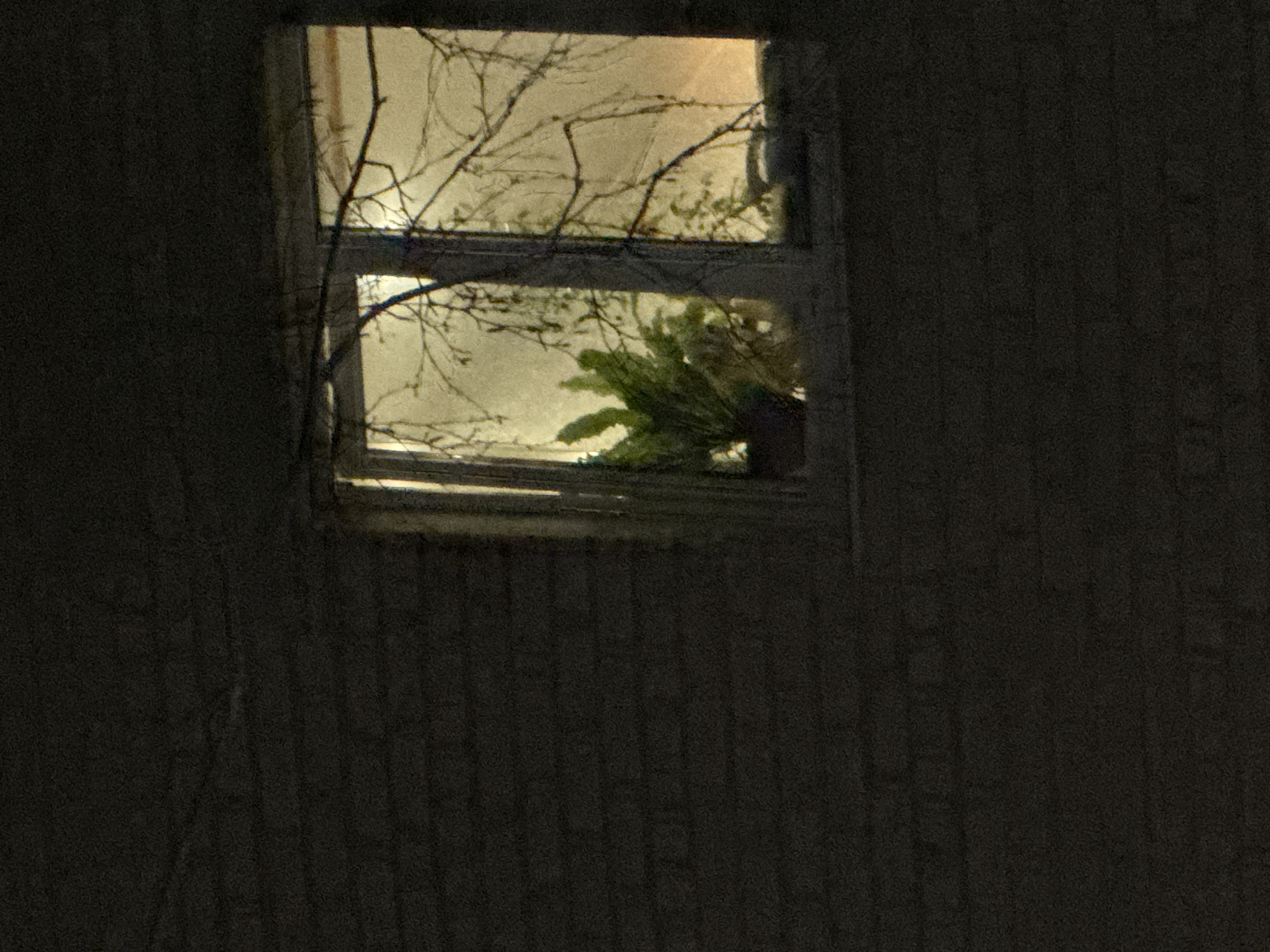 The image shows a window in Chaikovsky, Russia. Inside, a potted plant sits on the windowsill. Outside, bare tree branches are visible. The room is dark.