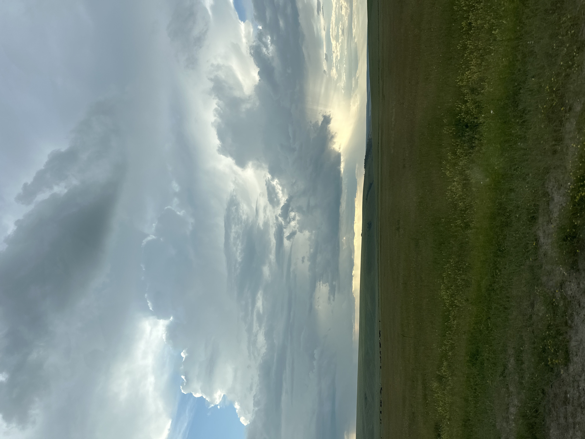A vast, rolling prairie stretches across the horizon under a dramatic sky filled with large, dark cumulonimbus clouds. Shafts of sunlight pierce through the clouds in several places, illuminating patches of the distant landscape. A faint line of rain is visible in the distance. In the middle ground, a herd of dark, indistinct animals, possibly cattle, graze on the green grass. The foreground is dominated by tall, green grass with scattered small yellow wildflowers. The overall impression is one of a wild, open, and somewhat stormy natural landscape. The location provided in the prompt, Liury, Russia, cannot be verified or determined from the visual information within the image itself.