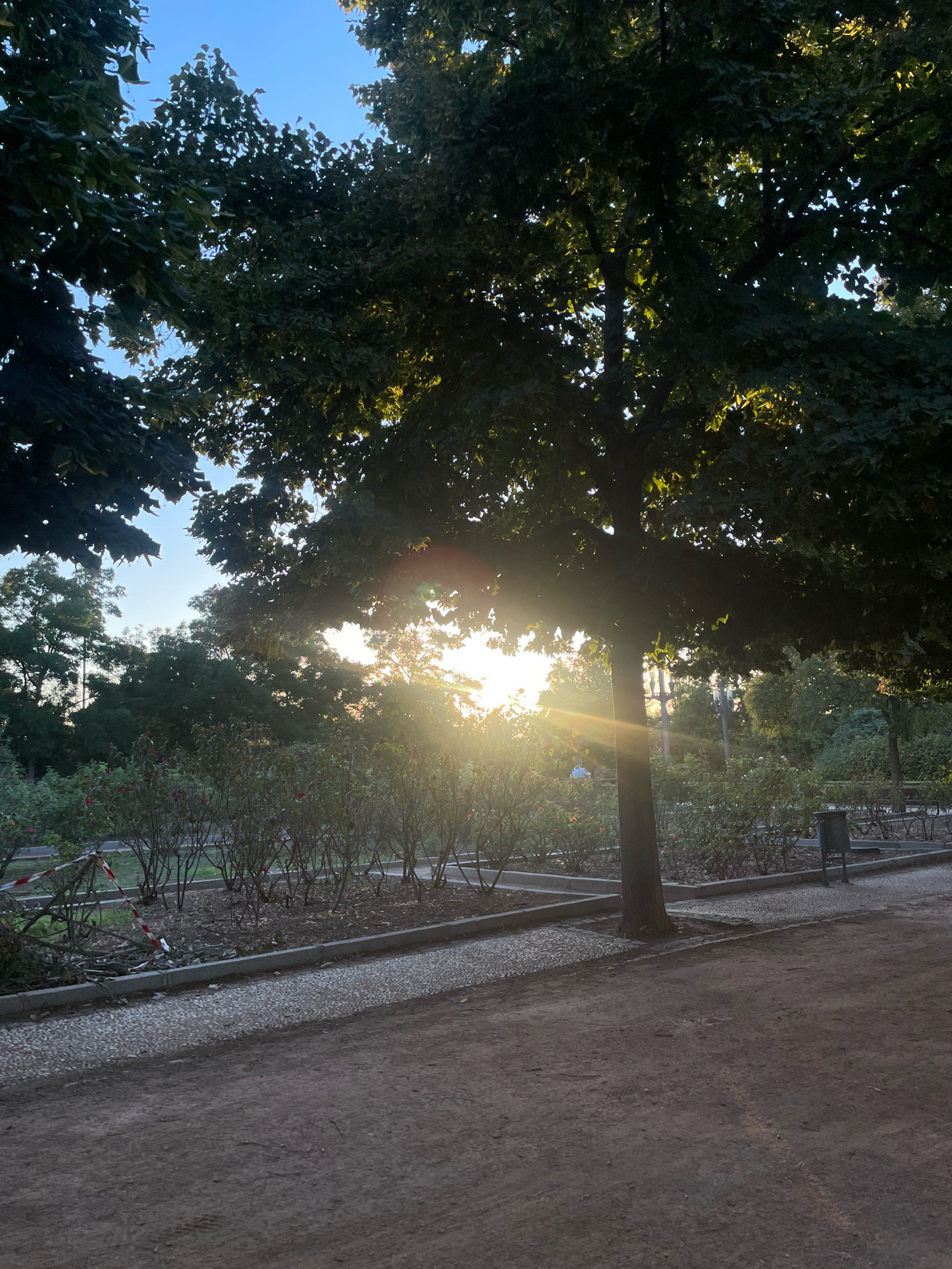 This image captures a park-like setting, likely in Granada, Spain, during the golden hour of sunset. The sun's rays pierce through the dense foliage of a large tree in the foreground, creating a lens flare effect and illuminating the scene with a warm glow. The tree's trunk is thick and weathered, and its branches extend upwards and outwards, creating a canopy of green leaves.
Below the tree, a garden area is visible, featuring rows of rose bushes or similar shrubbery. A gravel path runs alongside the garden, bordered by a concrete edge. Further in the background, more trees and vegetation create a lush backdrop, with a clear blue sky visible above. A lamppost is also present in the distance.
To the left of the garden, a white and red striped barrier tape is draped over some branches, suggesting a temporary closure or demarcation. The ground in the foreground is a dark, earthy brown, indicative of a dirt path or unpaved area. The overall impression is one of tranquility and natural beauty, characteristic of a park in a Spanish city during the late afternoon. There are no people clearly visible in the image.
