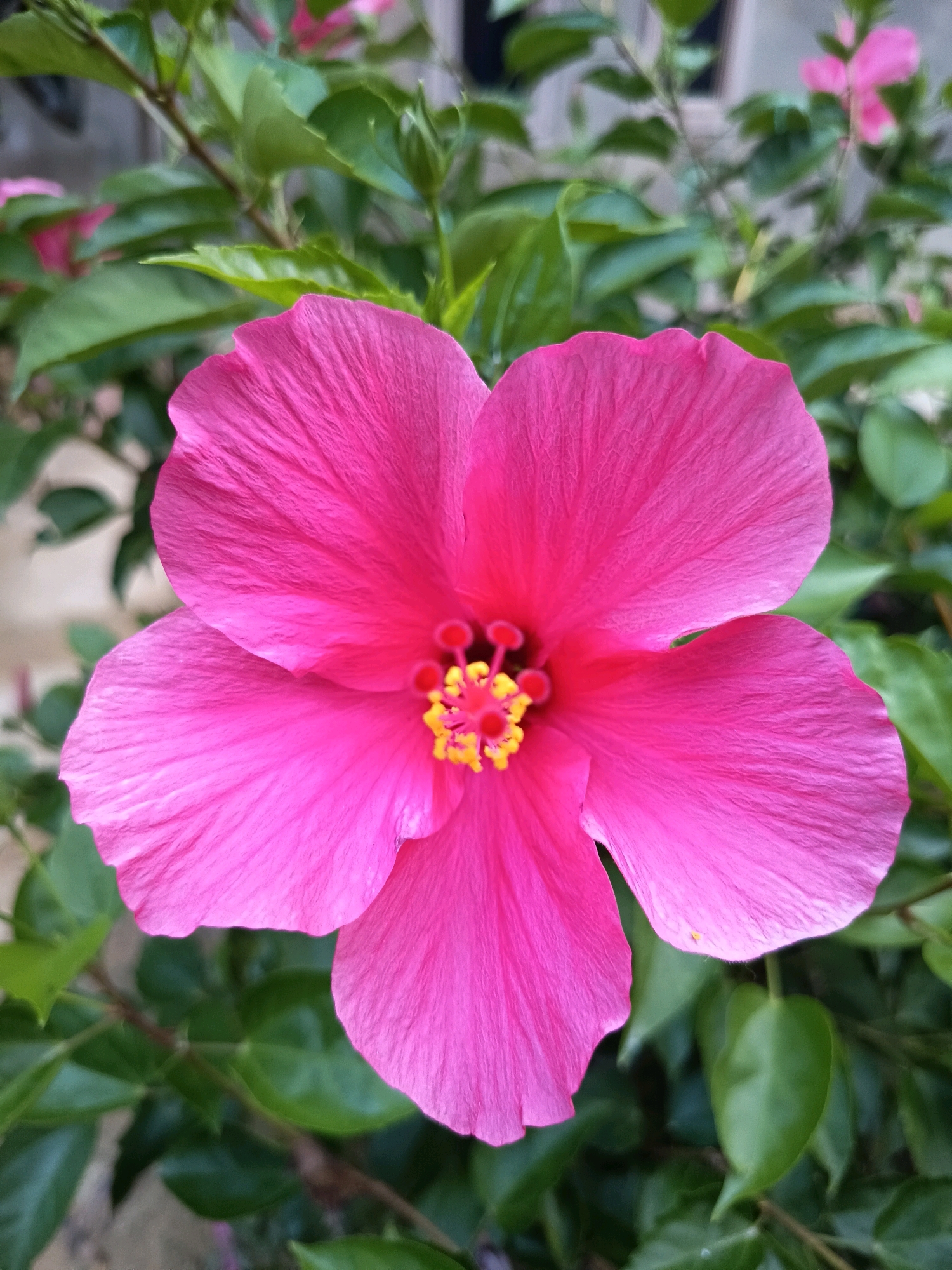 A vibrant pink hibiscus flower is in full bloom, its five petals unfurling to reveal a cluster of yellow stamens tipped with red pollen. The flower is positioned centrally in the frame, its delicate texture and vivid color creating a striking contrast against the blurred green foliage in the background. The leaves are lush and varied in shape, suggesting a tropical environment. In the distance, hints of another pink hibiscus can be seen, along with the suggestion of a building or structure, possibly a house. The lighting is natural, casting soft shadows and highlighting the flower's intricate details. The scene appears to be outdoors, likely in a garden or natural setting.