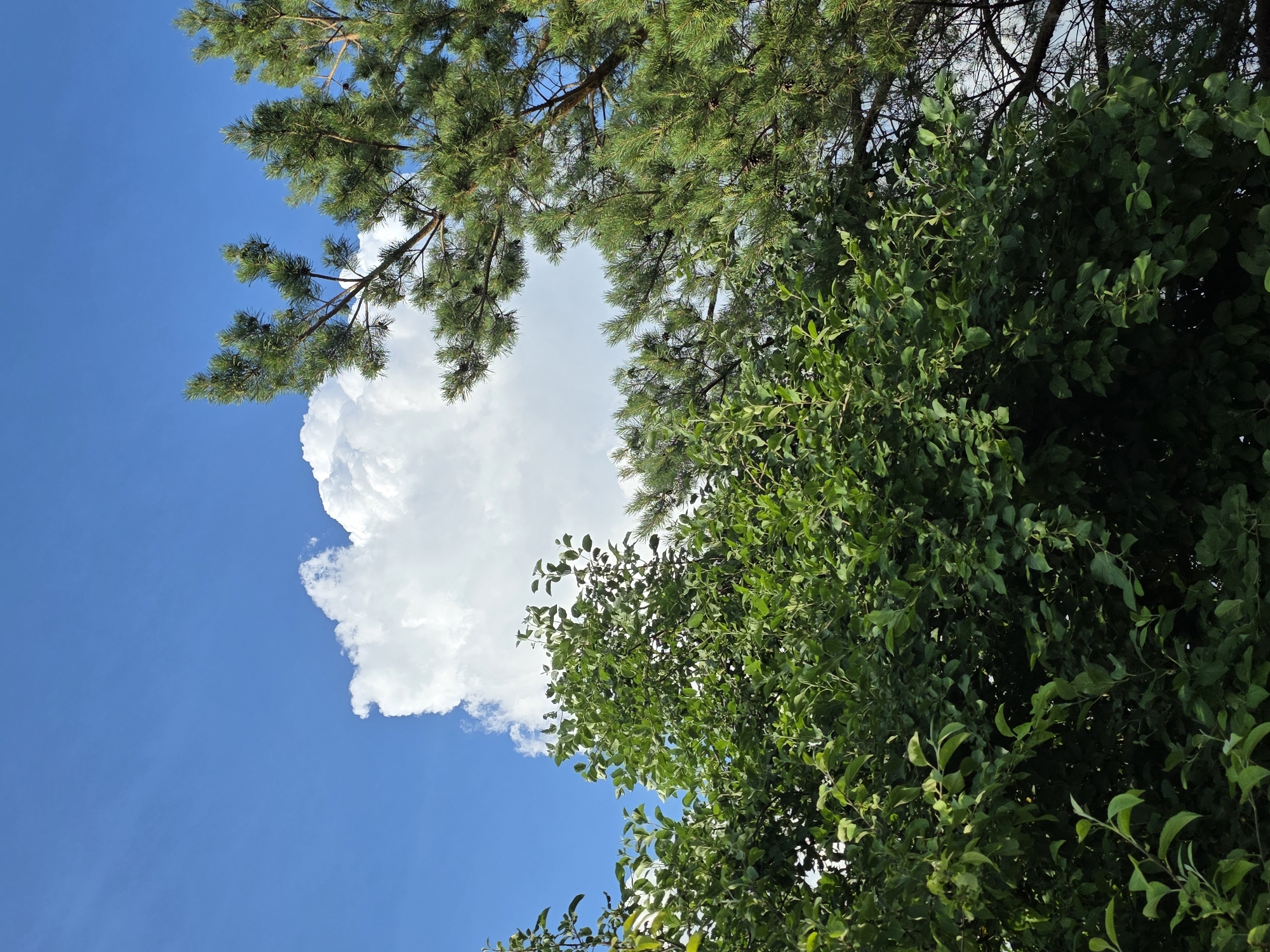 The image is a medium-shot, low-angle photograph taken outdoors, looking up at the sky. The sky is a vibrant blue, with a large, fluffy white cumulus cloud dominating the upper left quadrant. In the foreground and midground, various trees are visible. On the left side, there is a dense cluster of lush green deciduous trees with abundant foliage. To the right, a portion of a pine tree with its characteristic green needles and branches is prominent, partially obscuring the sky and the deciduous trees. The lighting suggests it is daytime, likely a sunny day, with the sun illuminating the cloud and the trees from above and slightly to the right. There are no people or man-made structures clearly visible in this frame, suggesting a natural outdoor setting, possibly a park or a wooded area within or on the outskirts of Petrushenko, Russia.