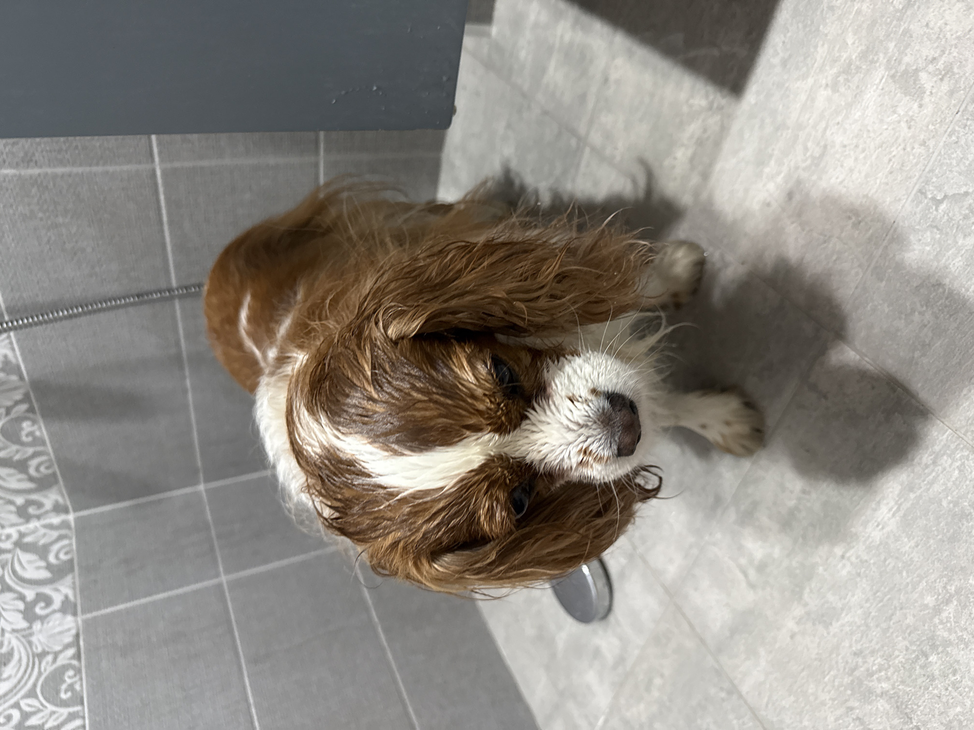A brown and white dog, likely a Cavalier King Charles Spaniel, is the central subject of the image, appearing thoroughly wet. The dog looks upwards towards the camera, its long, matted fur indicating it has just had a bath or is in the process of being bathed. Its dark eyes and wet nose are visible.
The setting is an indoor space, identifiable as a bathroom or shower area. The floor is covered in light grey square tiles, with a decorative patterned tile visible along the left edge of the frame. A silver-colored circular shower drain is positioned beneath the dog's head. Part of a flexible metal hose, possibly a shower hose, is visible on the left side. Shadows are cast on the tiled floor, suggesting overhead lighting. There is no visible text in the image.