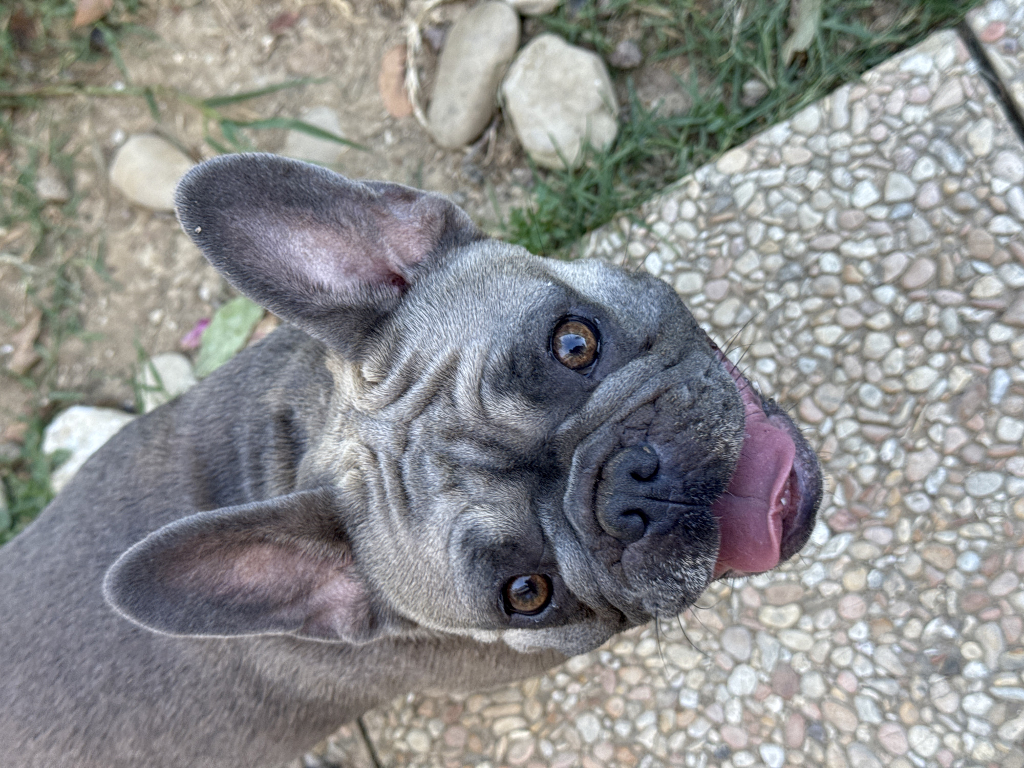This is a close-up, top-down photograph of a grey French Bulldog. The dog's head fills most of the frame, with its body extending out of view to the left. The dog has large, expressive brown eyes and wrinkled skin on its face. Its tongue is out, licking its nose, suggesting it might have just eaten or is anticipating a treat. The dog's ears are prominent, one pointed upwards and the other slightly angled back.
The setting appears to be outdoors, likely in a backyard or patio area. The ground is a mix of dirt, small stones, and some green grass, particularly in the background. To the right of the dog, there is a surface made of small, multicolored pebbles embedded in concrete, possibly a decorative pathway or patio. In the background, larger stones and some dried leaves are visible. The lighting suggests it is daytime, possibly late morning or early afternoon, with soft shadows indicating natural light. The overall mood is playful and affectionate, captured by the dog's engaged expression and playful lick. No text is visible in the image. The location context is San Benedetto del Tronto, Italy.