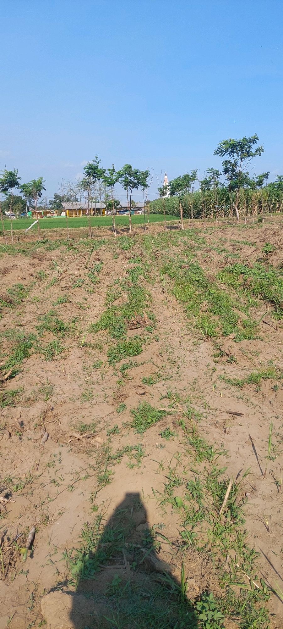The image depicts a field in Rogotrunan, Indonesia, under a clear blue sky. The foreground is a dirt field with patches of green grass and some dry vegetation. In the mid-ground, rows of young trees are planted, with their trunks visible and leafy canopies above. Beyond the trees, there are buildings, including what appears to be a mosque with a white minaret, and lush green fields. The overall environment suggests a rural or semi-rural setting. The shadow of a person holding a camera is visible in the lower right portion of the image, indicating the photographer's presence.
