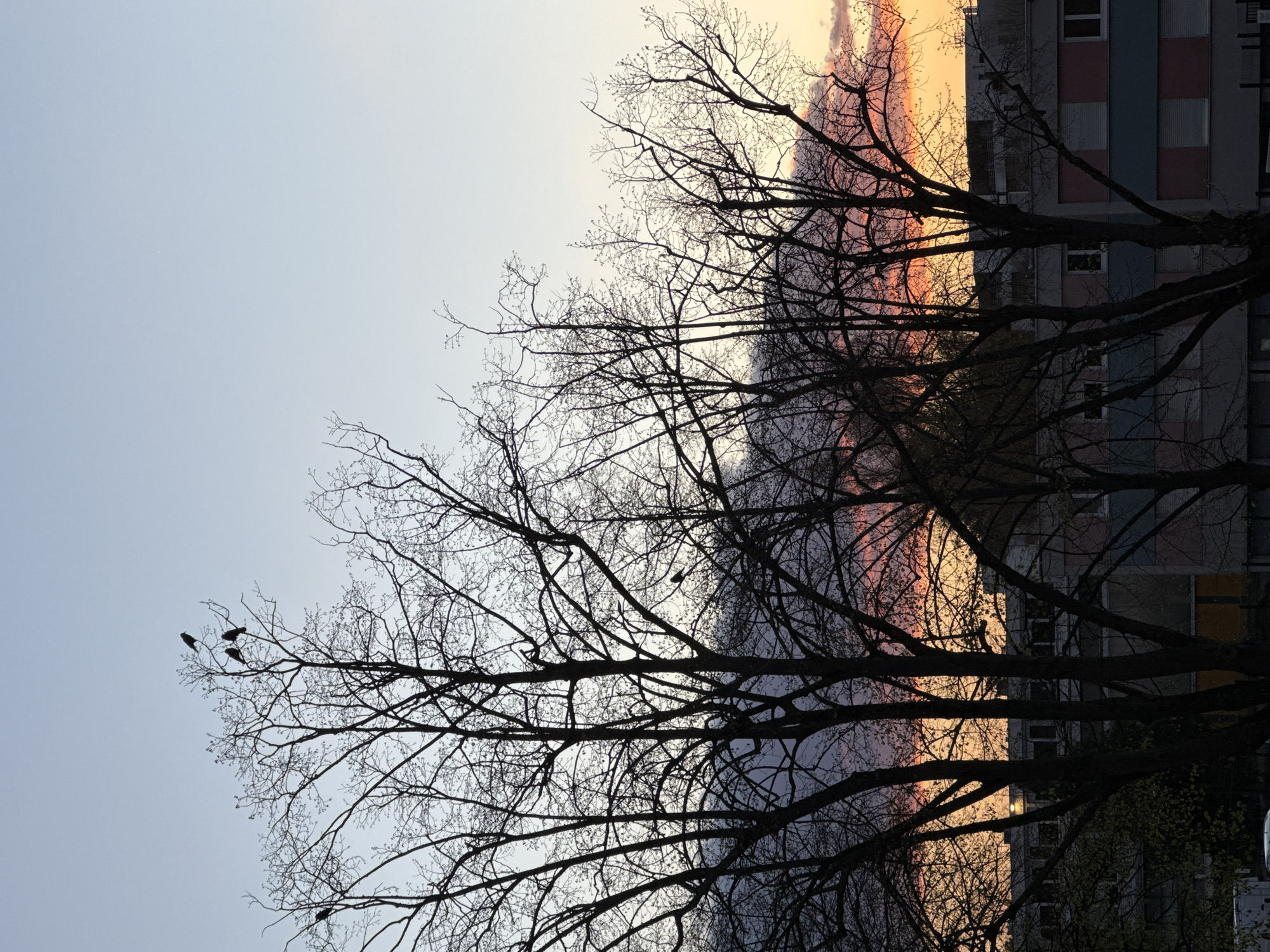 The image, taken in what appears to be Strasbourg, France, shows a building silhouetted on the right, with a sunset in the background. The building has multiple windows, and its facade seems to be paneled with varying colors. A stark tree with bare branches is positioned in front of both the building and the sunset. On one branch of the tree, four birds are perched. The sky gradient transitions from a light blue to an orange-pink hue.