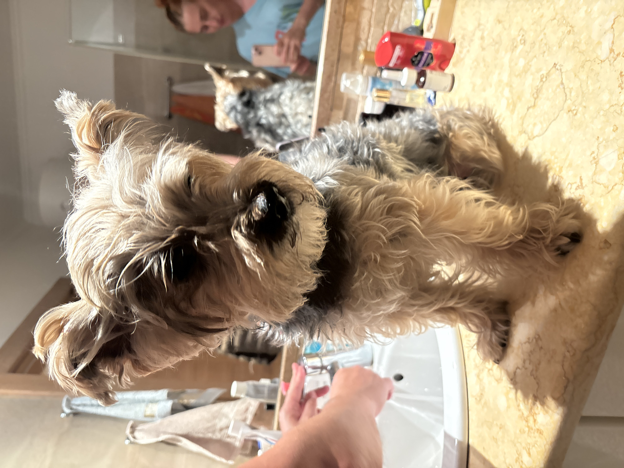 In a bathroom, likely in Budva, Montenegro, a small, tan and gray Yorkshire Terrier sits on a marble countertop. The dog, with its ears perked and fur slightly damp, looks directly at the camera with one eye partially closed. In the background, a person with reddish hair tied up is reflected in the mirror, holding a mobile phone as if taking a picture. To the left, a sink with a faucet is visible, and a hand is reaching towards it, suggesting the dog may have just been washed or is about to be. Various toiletries and bottles are arranged on the countertop, including a red dispenser and small vials. The overall lighting suggests an indoor, possibly home, environment.