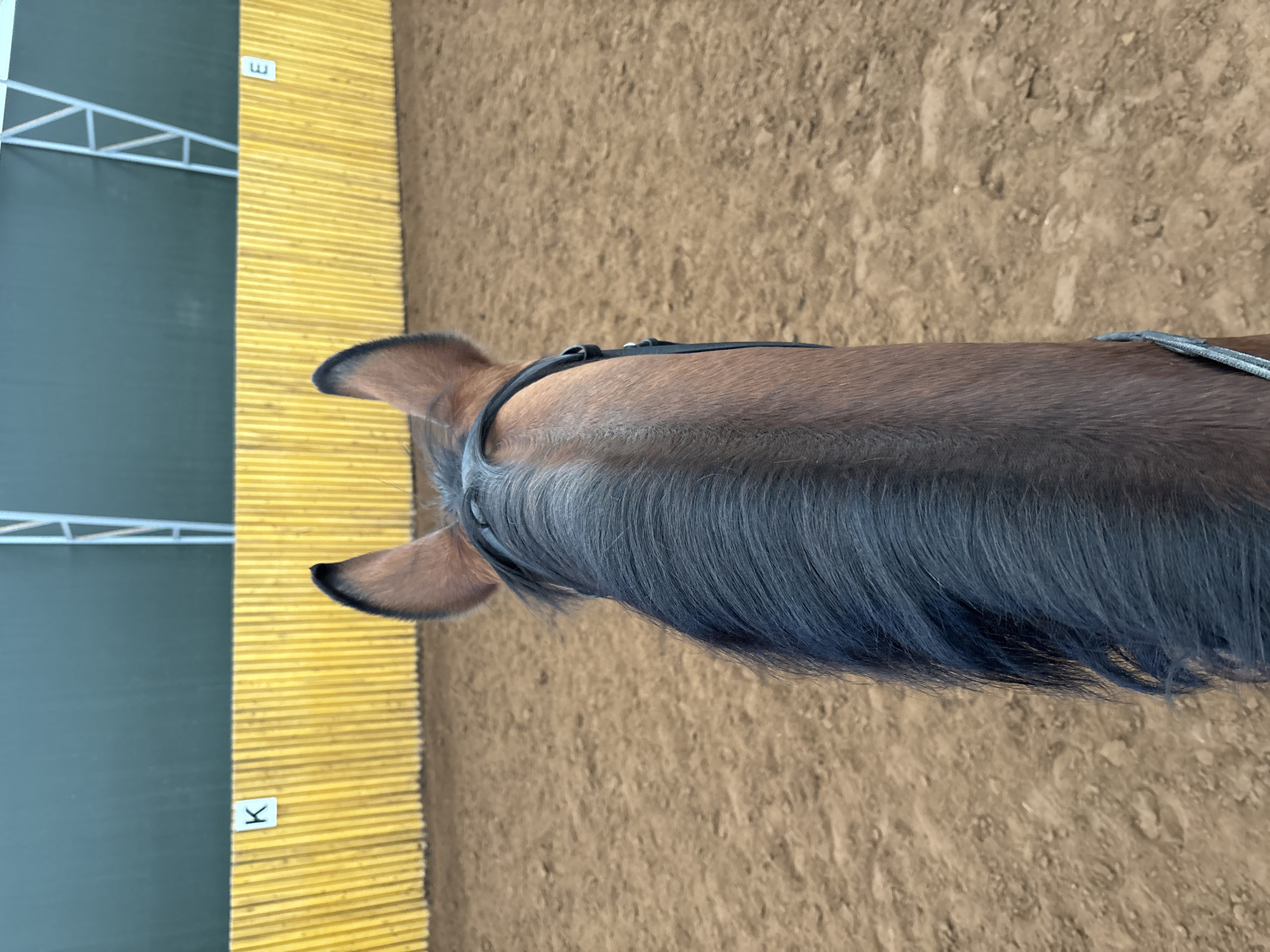 A medium-shot, high-angle photograph, taken from above and oriented vertically, shows the top of a horse's head, including its ears, mane, and bridle, against a background of a sandy arena floor and a partially visible arena wall with metal support beams.
The horse has reddish-brown fur on its head and a thick, dark black mane. The bridle is black and goes around the head, just behind the ears.
The arena floor is sandy and has a somewhat uneven texture. The arena wall is comprised of both a green section with visible metal support beams and a yellow section with vertical slats, each marked with a white letter in black box; “E” at the top and “K” at the bottom.
This image appears to be taken indoors. No humans are visible.
The location provided, Русский Вожой, Russia, is not discernible from the image's visual content.