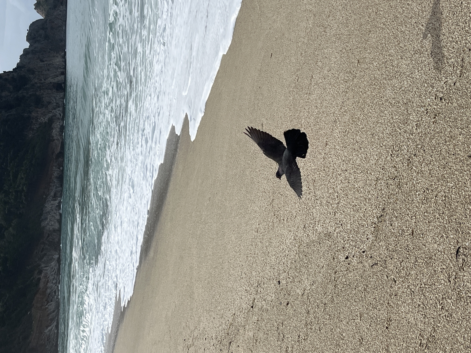 A bird with dark plumage is captured mid-flight over a beach. The sandy beach occupies the majority of the right side of the frame, revealing a textured surface of grains. To the left, white foamy waves meet the shoreline, creating a stark contrast with the sand. Further left, a dark, mountainous area is visible, possibly a cliff formation. The image is likely taken during daylight, given the clarity and lighting of the scene. The location, based on the prompt, is Alanya, Turkey.