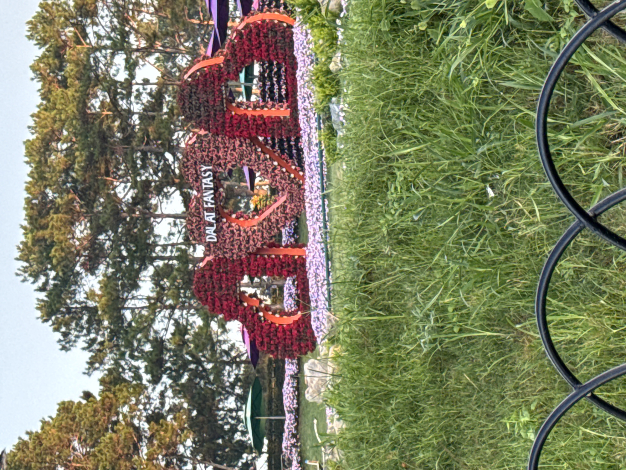 The image captures an outdoor scene in Xuân Hương Ward, Đà Lạt, Vietnam. In the foreground, lush green grass with some scattered white debris is visible, separated by a black metal fence with curved elements. Behind the fence, a large floral display in the shape of two interconnected hearts is prominently featured. The hearts are constructed from numerous small red and pink flowers, with the text "DALAT FANTASY" written in white lettering across the center of the display. The floral installation is surrounded by a bed of small light purple flowers. In the background, several large pine trees with green foliage stand tall against a pale blue sky. Partially visible behind the floral display are several large, rounded umbrellas in purple and green. The lighting suggests it is either early morning or late afternoon. No people are visible in the image.