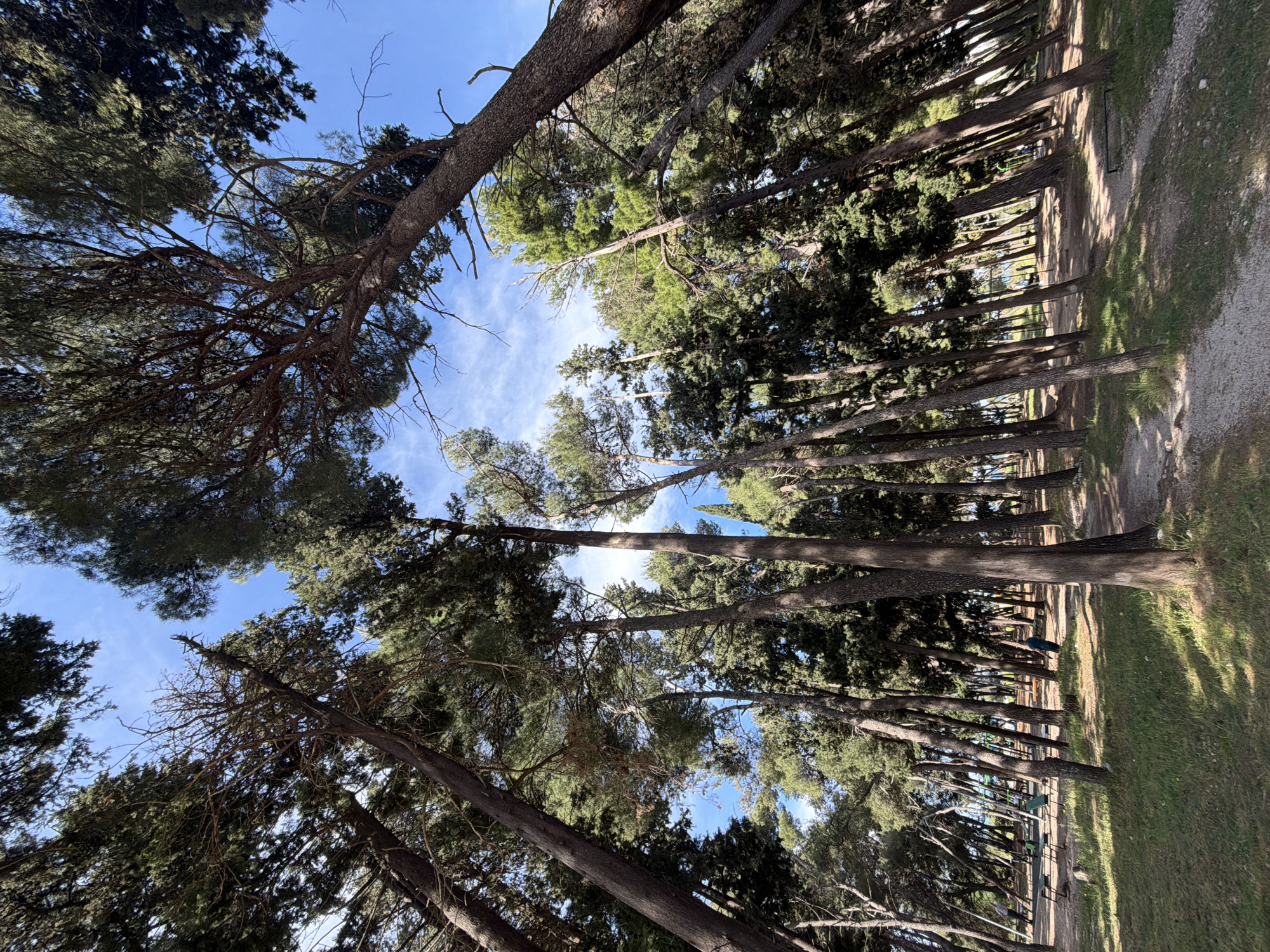 The image displays a sunny park or forested area, characterized by numerous tall, mature evergreen trees with dense canopies and rough bark. The perspective looks up through the trees towards a bright blue sky with scattered, wispy white clouds.
A dirt path winds through the park, flanked by rows of these trees. Patches of green grass are visible on either side of the path. Bright daylight illuminates the scene, casting distinct shadows from the trees onto the ground, suggesting it is daytime, possibly morning or late afternoon.
In the mid-ground, amidst the trees and alongside the path, several pieces of green and metal outdoor exercise or playground equipment are visible. A person, dressed in dark clothing, is in the distance, bending over near this equipment, suggesting engagement in physical activity or leisure within the park.
No visible text is present in the image. The scene captures a tranquil public green space under clear skies.