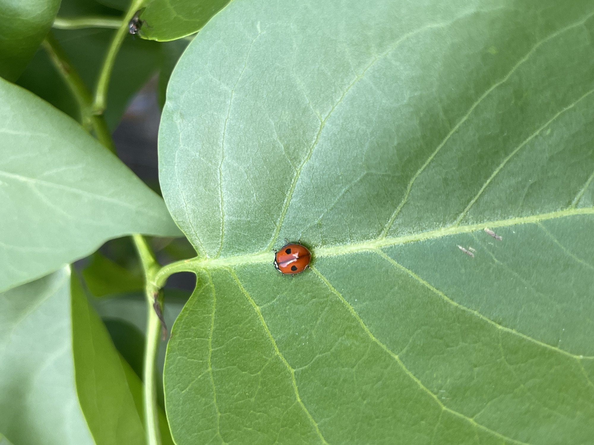 A medium shot captures a ladybug resting on a large green leaf. The ladybug is orange with two black spots and white markings. The leaf is centrally located in the frame with prominent veins. Other leaves and stems surround it. A small insect is seen in the upper-left corner. The location is unknown, but the request indicated Zav'yalovo, Russia.