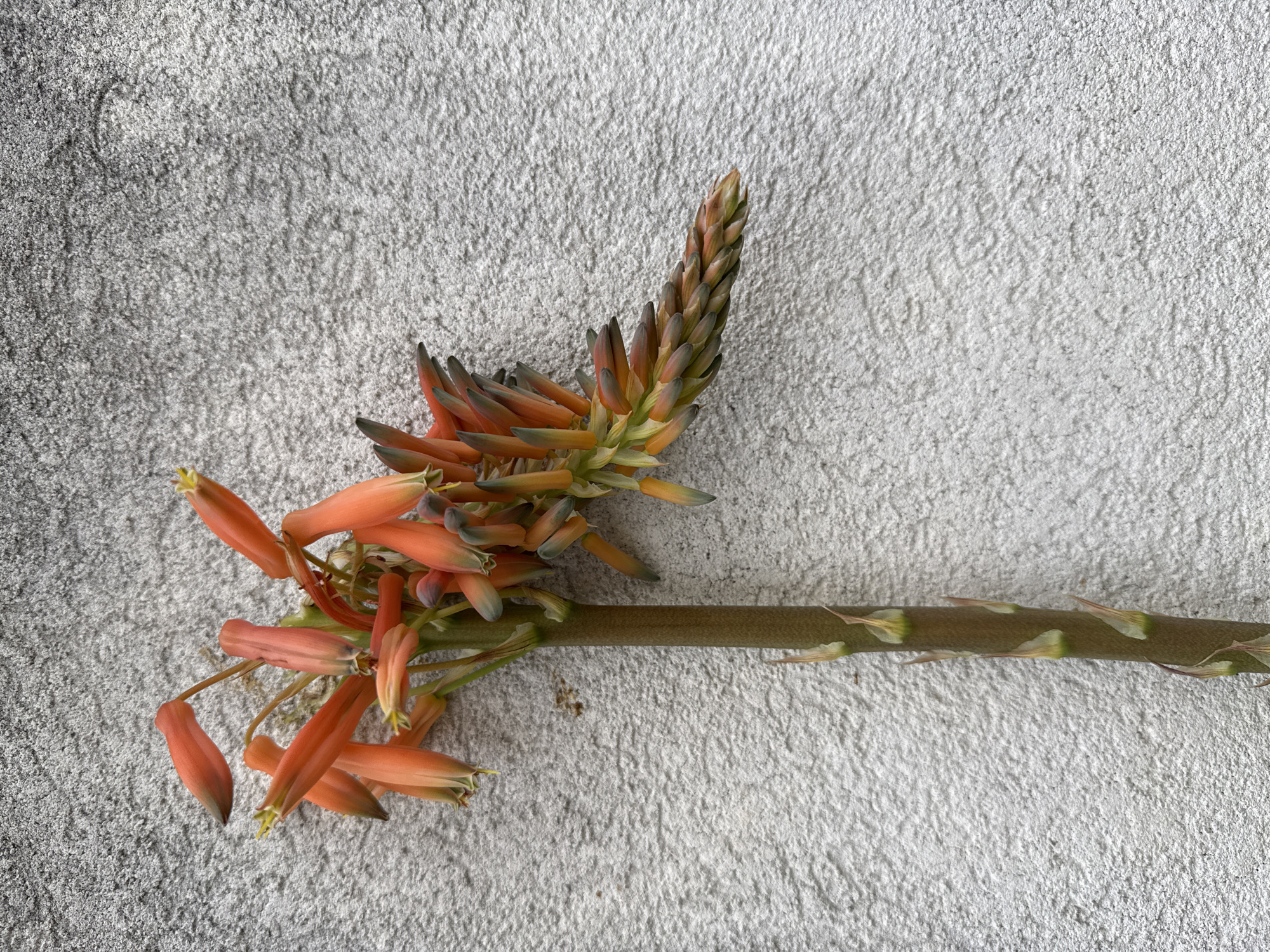 The image shows a cut Aloe flower stalk with orange and green blossoms lying on a textured gray surface. The stalk is roughly horizontal in the center of the frame, with the flower head angled upwards to the upper center. The blossoms are tubular and exhibit a gradient of color from green buds to orange flowers with yellow tips. The stalk has alternating brown and green segments with small, triangular protrusions. The background is a uniform gray, exhibiting a fine, granular texture. The image was taken in Herceg Novi, Montenegro.