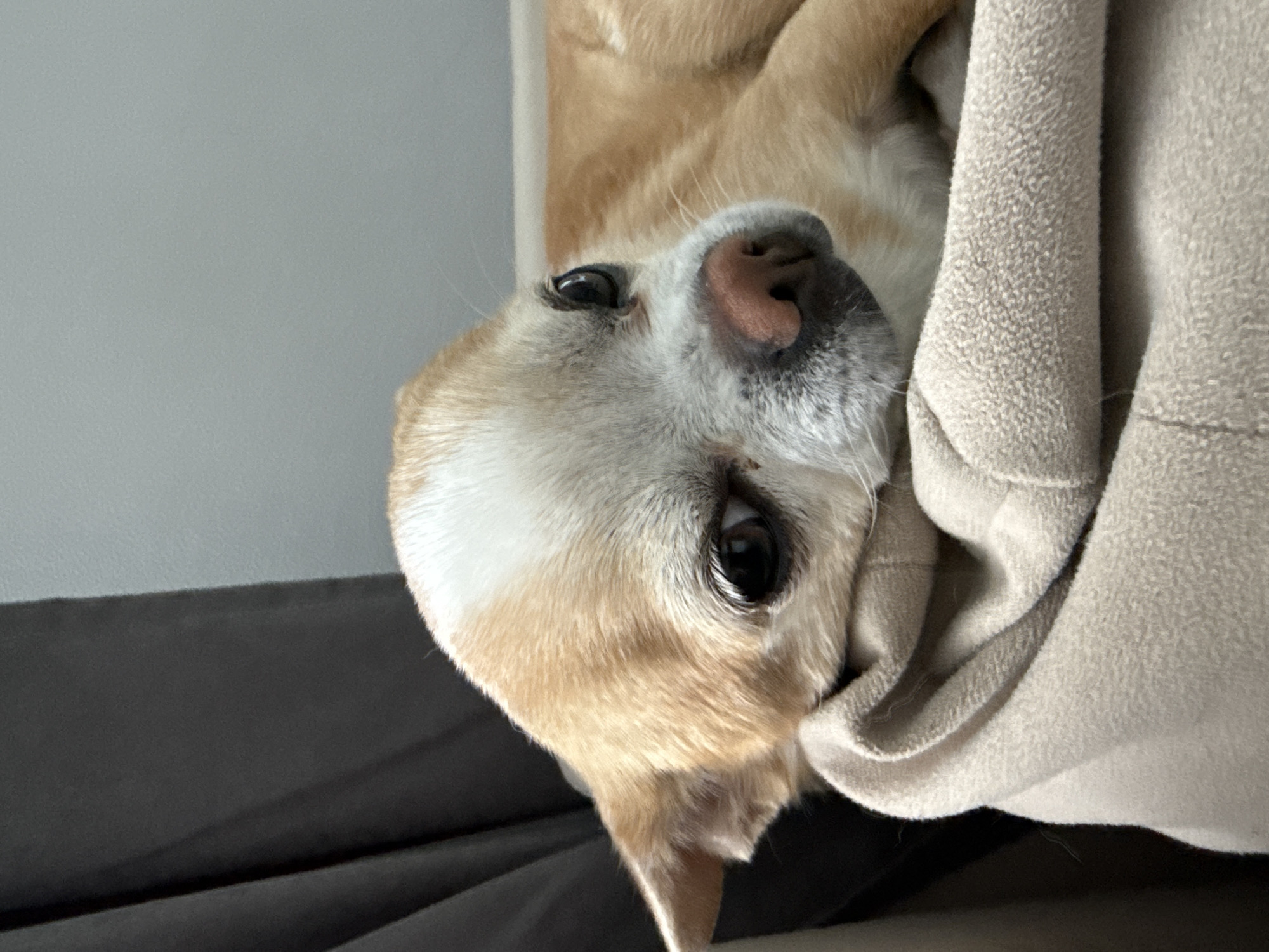 A close-up, rotated image shows the head of a small, light-brown and white dog. The dog is partially obscured by a light-beige fabric or blanket. The dog's head is tilted, and its eyes are looking directly at the camera. The dog's nose is pink. A dark-gray surface is visible in the background, behind the dog. A light-gray wall is in the upper left corner of the image. There is no indication of the location being Rostov-on-Don, Russia.
