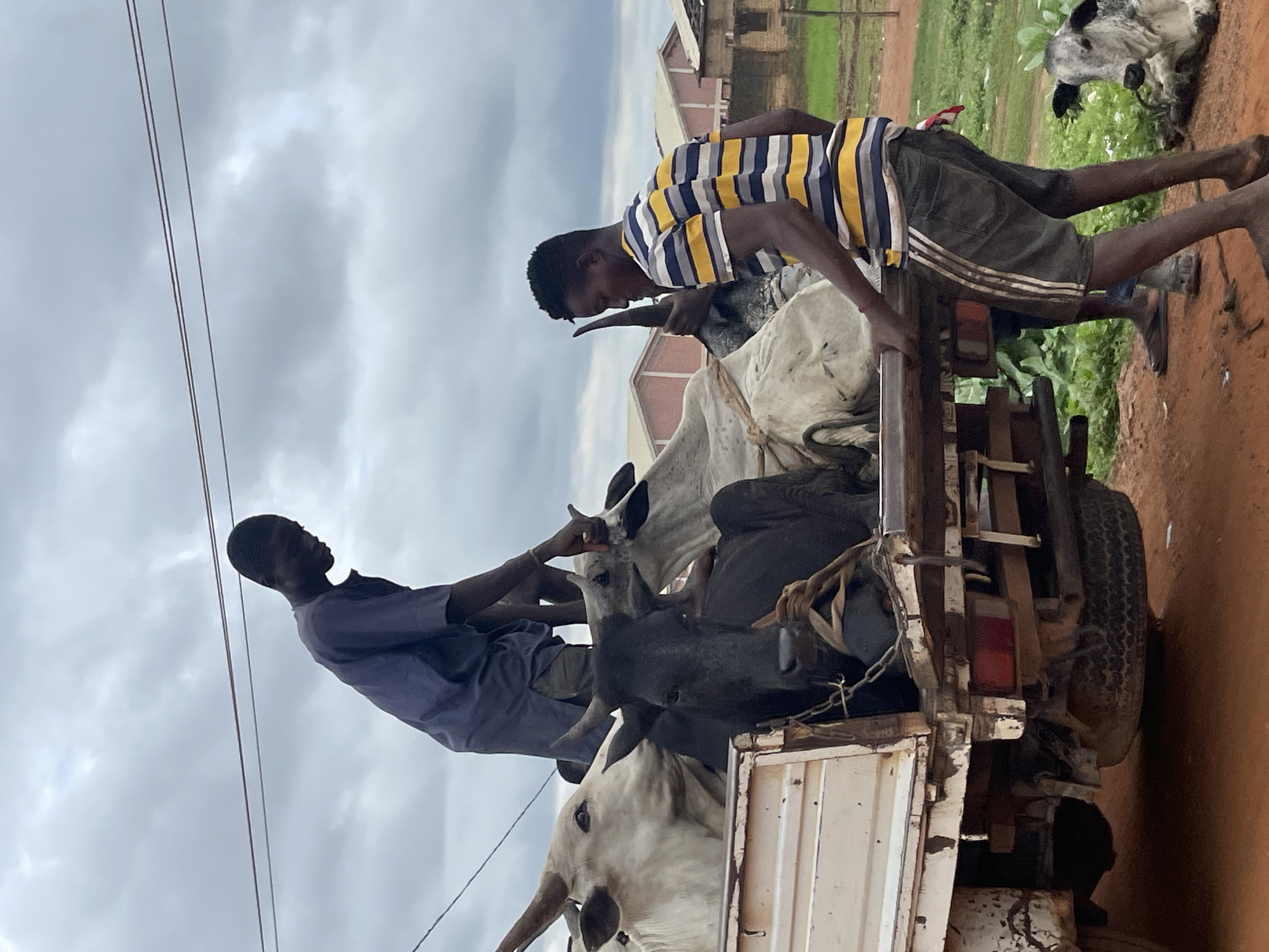 In the city of Minna, Nigeria, two young men are engaged in the process of loading several cattle into the bed of a flatbed truck. The truck is positioned on a dirt road, with buildings and vegetation visible in the background. The sky is overcast with clouds.
The first man, wearing a dark blue tunic, stands within the truck bed, appearing to guide or secure one of the white cattle. The second man, dressed in a striped t-shirt and shorts, is positioned at the side of the truck, with his hands on the edge of the truck bed, as if helping to maneuver or load the animals.
The truck bed contains at least three cattle. One is predominantly black and is situated in the foreground of the truck bed, appearing to be tied. Two white cattle are also visible, one to the left and another towards the back. A smaller, young calf is lying on the ground to the right of the truck, also appearing to be tethered. The truck itself shows signs of wear, with rust and damage visible on its exterior. The overall scene depicts a practical, agricultural activity taking place in an outdoor urban environment.