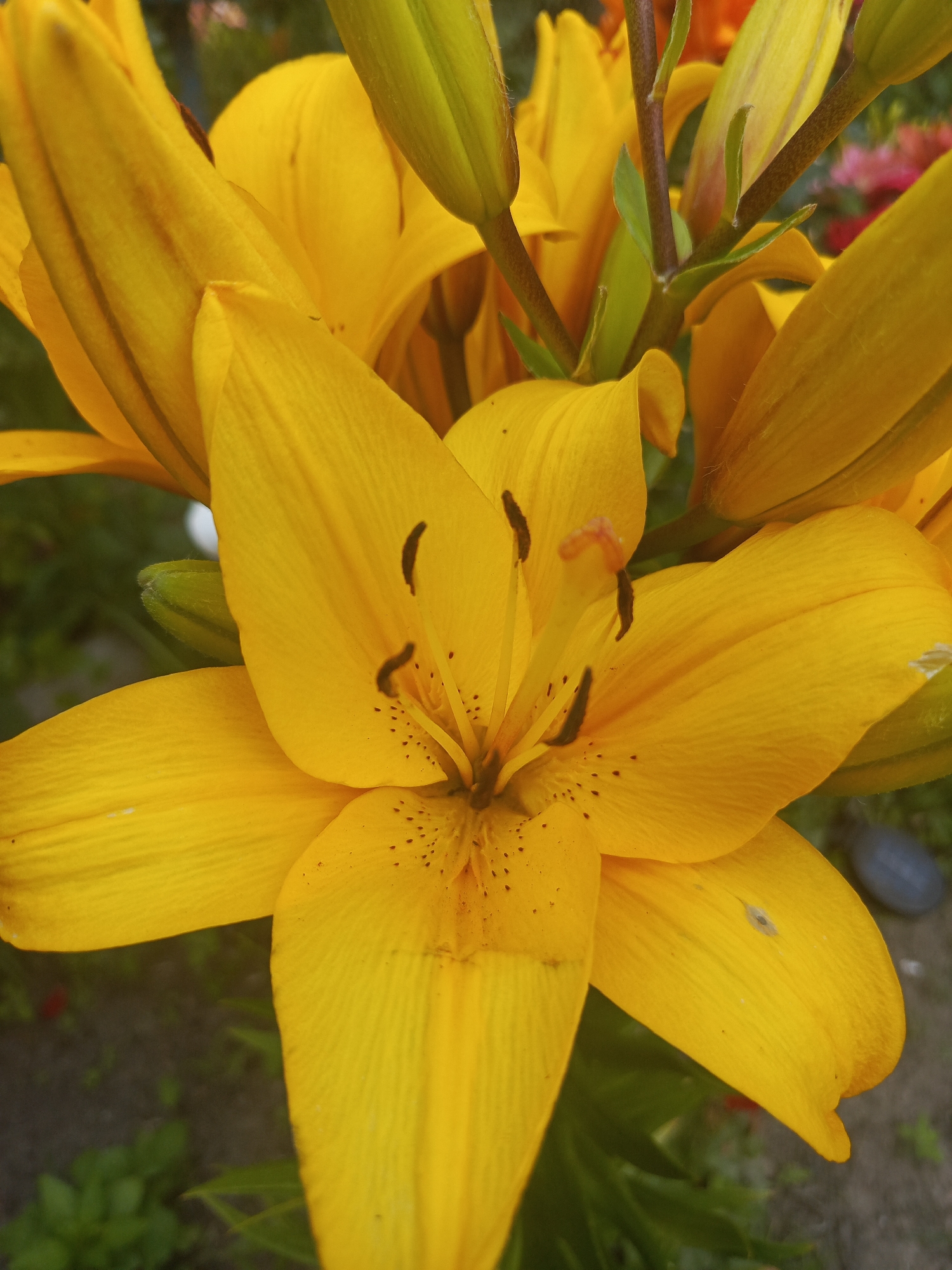 This is a close-up, eye-level shot of a bright yellow lily flower with several buds. The flower is in full bloom, with its petals unfurled and a prominent stamen in the center. The background is blurred, showing hints of green foliage and dark soil, suggesting an outdoor garden setting. The lighting is bright, casting subtle shadows and highlighting the texture of the petals. There are no people or animals visible in the image, and no specific landmarks indicate the location within Samoylovka, Russia.