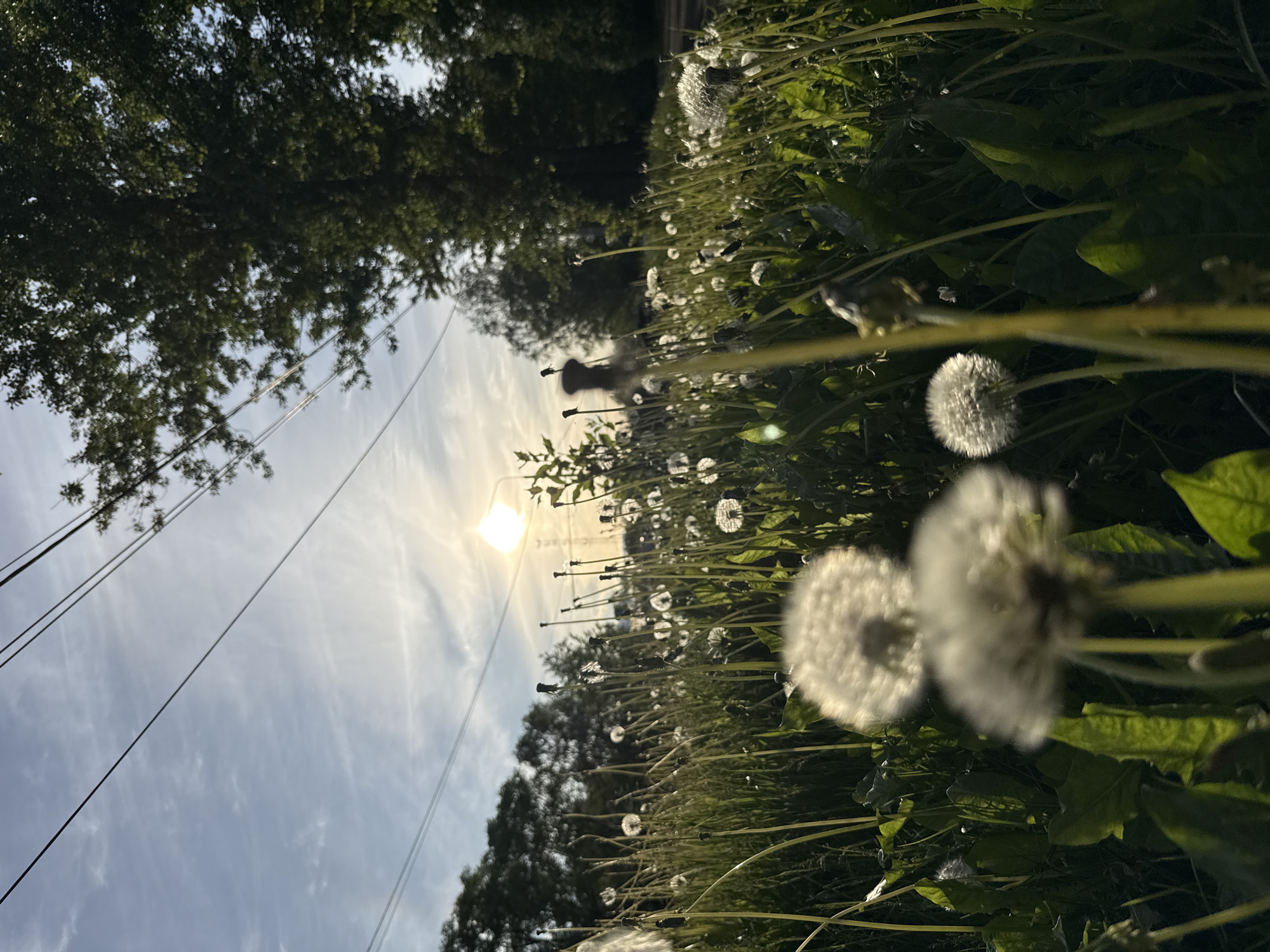 The image shows a field of dandelions with puffy white seed heads, back-lit by the sun. The scene is angled upward, revealing a blue sky with wispy clouds and electrical wires stretching across the frame. Green foliage and tree branches are visible at the top of the image. The location is assumed to be Rusanovo, Russia, based on the prompt's specification, though there are no identifiable landmarks within the image to confirm this. There are no people visible in the image.