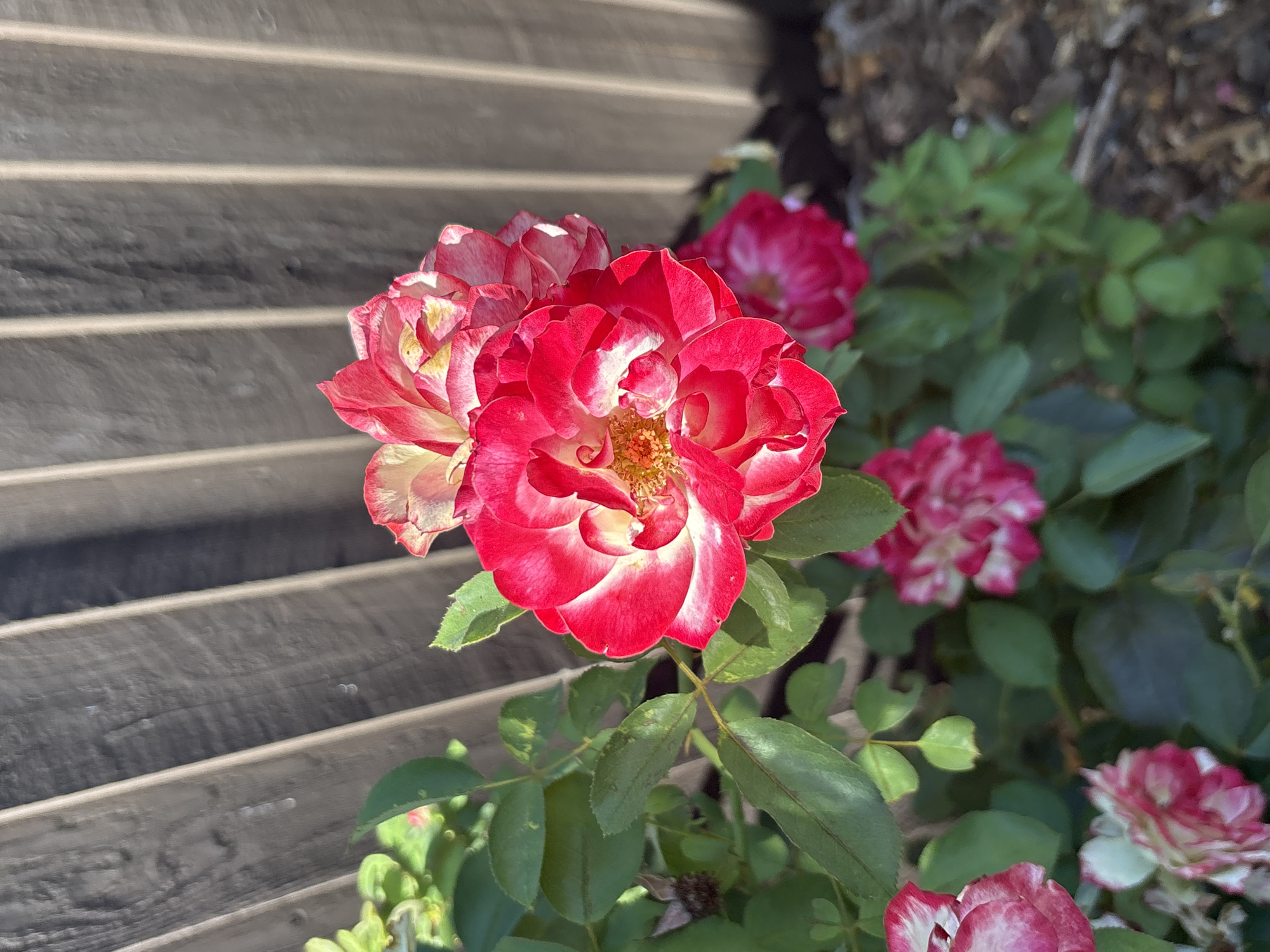 The image shows a close-up of a rose bush with several pink and white roses. The roses are in bloom, and their petals are unfurling. The leaves of the rose bush are green and healthy. In the background, there is a wooden fence. The image appears to have been taken outdoors in a garden. There is no indication of the city of Roseville, United States of America, in the image itself, nor is there any information provided to ascertain this location. The scene is a still life, with no people, actions, or interactions depicted.