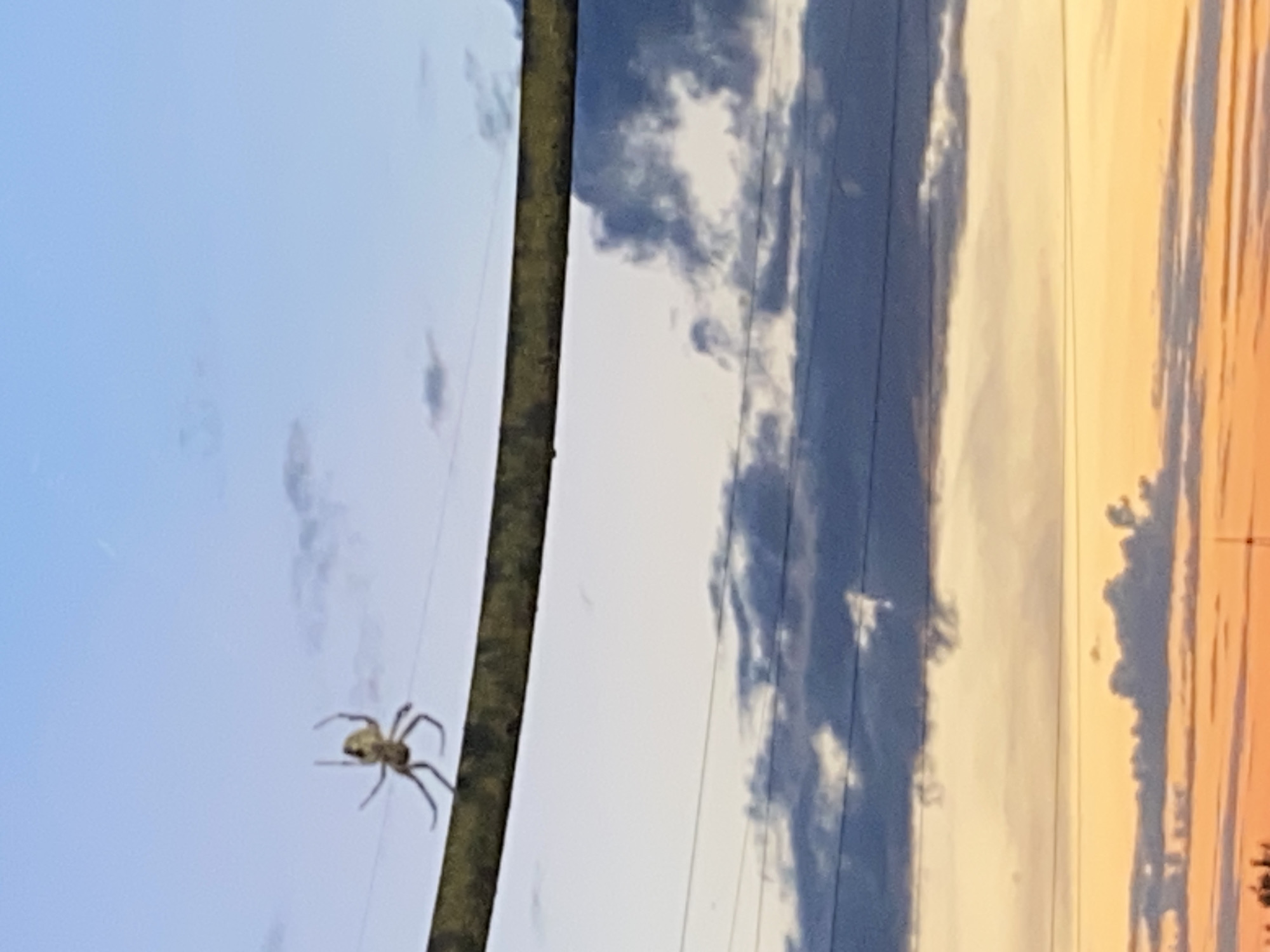 The image depicts a spider suspended on a thin thread, likely a dragline, against a backdrop of a twilight sky. The spider is light-colored with visible legs and body, positioned to the left of a vertical, dark, cylindrical object that could be a utility pole or a tree trunk. The sky transitions from a pale blue at the top left to streaks of orange and yellow towards the right, suggesting the sun is either rising or setting. Dark, wispy clouds are present, adding texture to the sky. Several thin, dark lines, possibly electrical wires, stretch horizontally across the frame, intersecting with the pole and the background. The scene appears to be outdoors, with a vast expanse of sky dominating the composition. The overall mood is serene and natural, with the focus on the delicate presence of the spider in the expansive environment. The time of day is clearly either dawn or dusk, indicated by the coloration of the sky. No people or text are visible in the image.