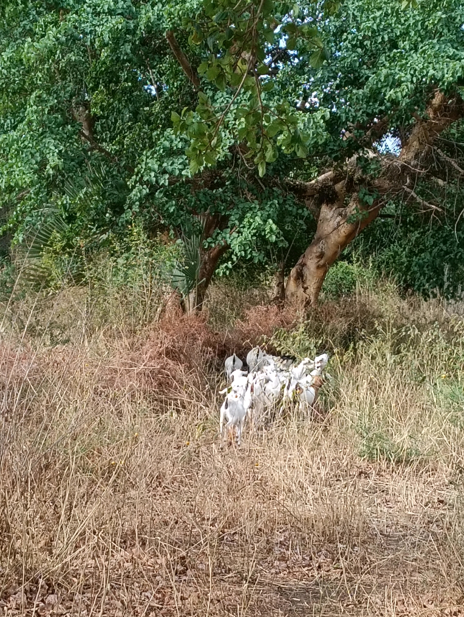 A group of white goats are gathered in a patch of dry grass. They are standing near the base of a large tree with green foliage. The ground is covered in dry leaves and vegetation. The scene appears to be in a rural area.