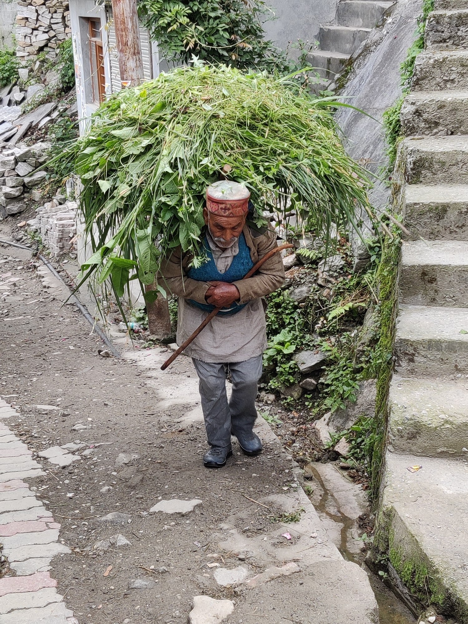 In Vashisht, India, an elderly man, likely a local, is captured from the chest up, bearing a substantial load of green vegetation balanced on his head and shoulders. He wears a traditional red and white embroidered cap, a blue vest over a cream-colored tunic, and grey trousers. His hands are clasped together under the load, and he carries a wooden stick in his right hand. The man is walking along a rough, earthy path, which is lined with grey concrete stairs on the right and a stone wall on the left. Lush green foliage is visible growing on the wall and around the stairs, suggesting a natural, possibly rural or semi-urban, setting. The lighting indicates it is daytime.