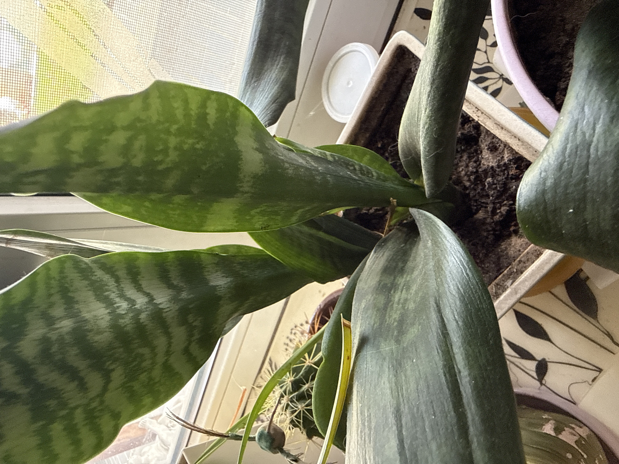This image shows a close-up view of a snake plant in a pot on a windowsill. The plant has thick, upright leaves with characteristic dark green and lighter green variegation. To the left of the snake plant, a small cactus is visible, also in a pot. The pots are placed on a windowsill with a view of a screened window. The lighting suggests it is daytime. The environment appears to be indoors, likely a home. There are no people or specific city landmarks visible in the image that would indicate its location in Okhtyrka, Ukraine.