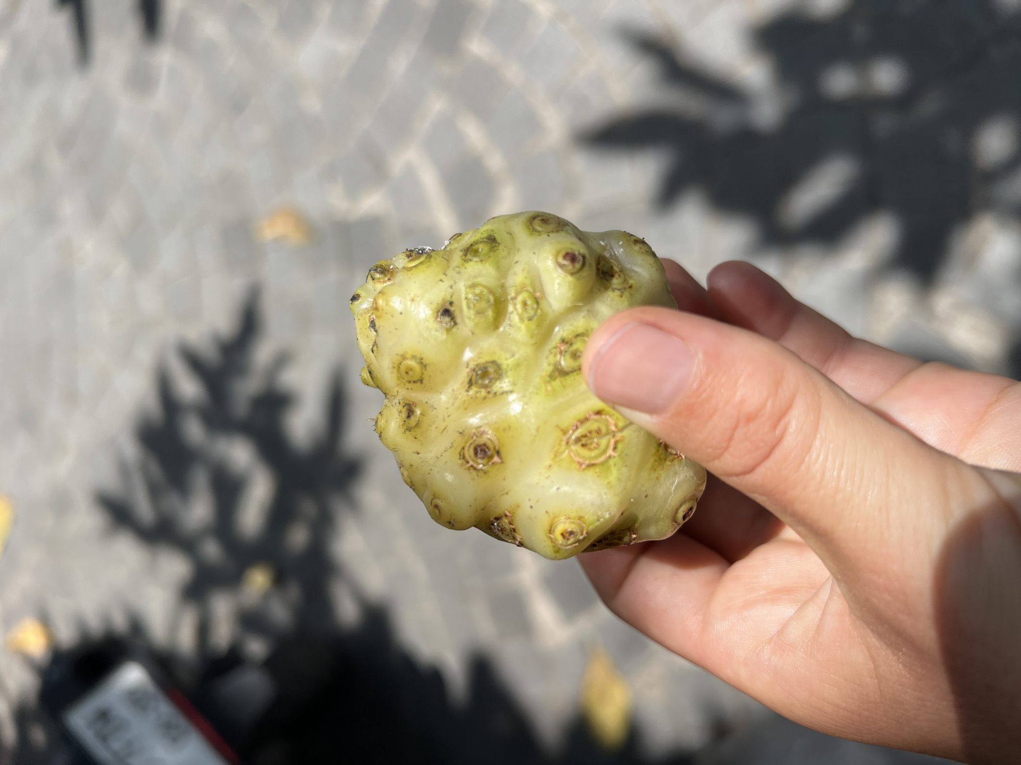 The image shows a hand holding a ripe noni fruit (Morinda citrifolia) in an outdoor setting, likely in Peliatan, Indonesia. The fruit is light yellow-green with numerous small, dark-colored "eyes" or pits on its surface, typical of noni. The hand is lightly tanned and in focus. The background is a blurred out-of-focus view of paving stones and foliage shadows. The lighting is bright, suggesting it is daytime. There are no visible buildings or other identifiable landmarks.