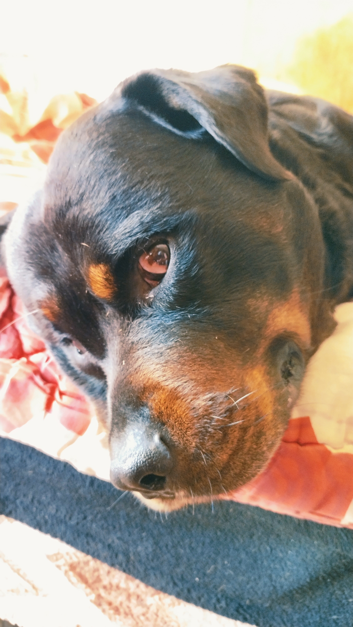 A close-up, vertical, eye-level shot shows the head of a Rottweiler dog lying down. The dog's head is angled downwards, with its right eye prominently visible and focused forward. The dog has dark fur with tan markings above its eyes, on its cheeks, and around its muzzle. Its nose is black and moist, with white whiskers extending from its muzzle. The dog is resting on a surface that appears to be a bed or couch with a red and white striped pattern. The background is soft and out of focus, suggesting a warm, indoor environment. The image was taken in Horishni Plavni, Ukraine.