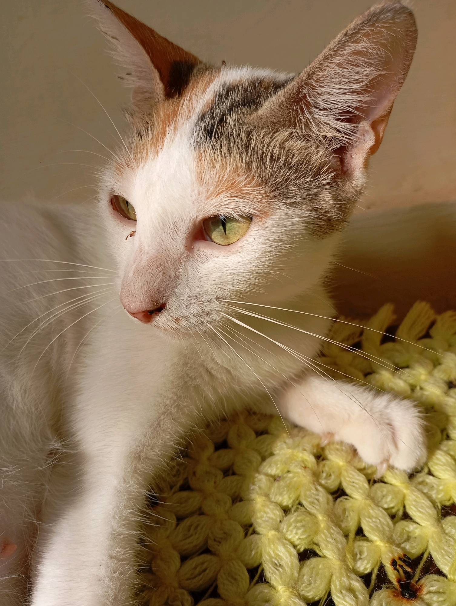 A close-up, eye-level shot features a calico cat lying on a yellow, knitted surface. The cat is facing left, with its head tilted slightly down. Its fur is predominantly white with patches of orange and black on its head. The cat has large, green eyes and long white whiskers. A small dark speck, possibly a bug, is visible near its left eye. Its right paw is resting on the knitted surface, with its claws slightly extended. The background is a blurred beige color, suggesting an indoor setting. The lighting appears to be natural, coming from the right, casting shadows on the cat's face and illuminating its fur. The scene does not contain any elements that could be used to identify its location in Balikpapan, Indonesia.
