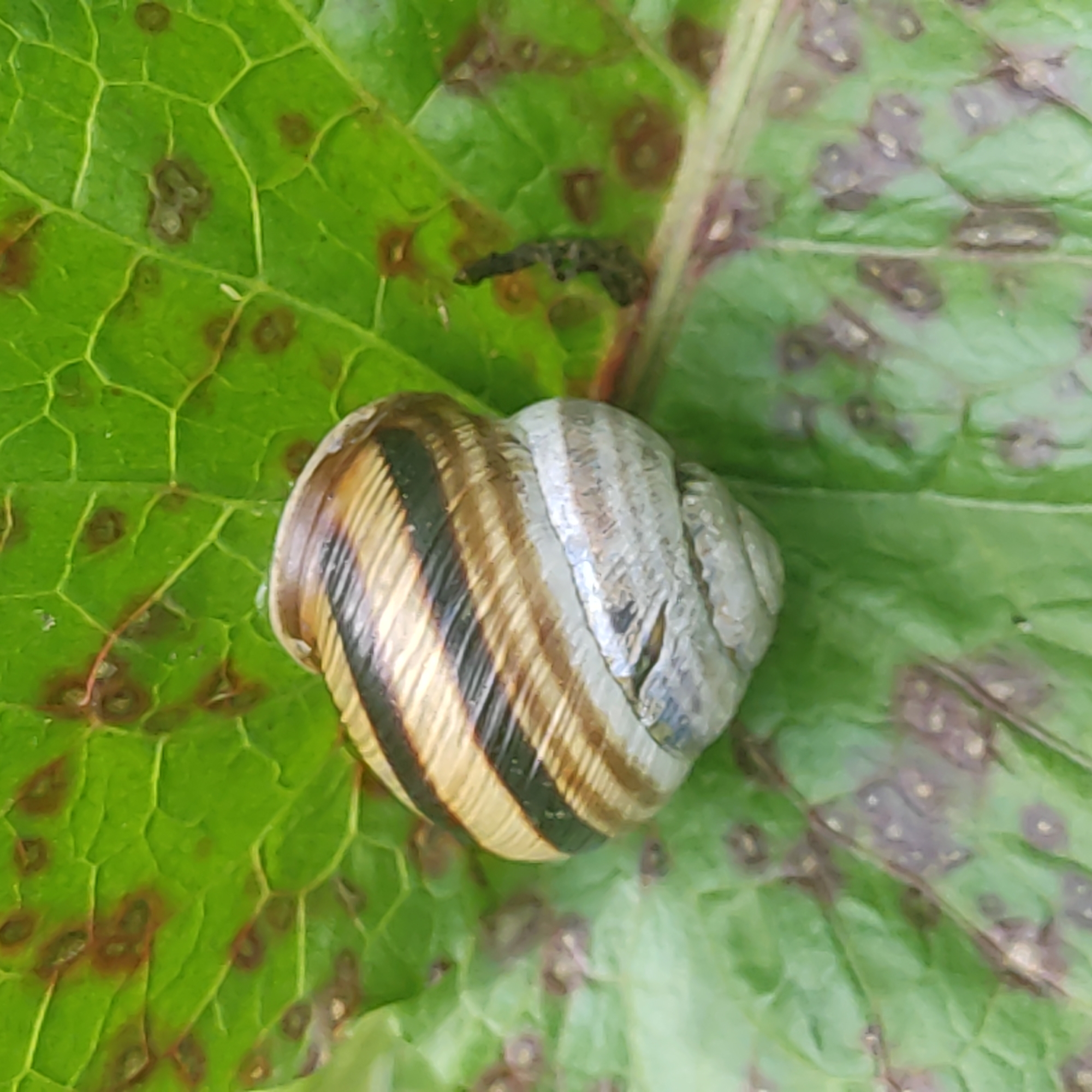 A snail with a brown and black striped shell rests on a green leaf that has brown spots. The snail's shell is coiled and appears to be made of layers. The leaf has a textured surface with visible veins. The background is out of focus, suggesting a shallow depth of field.