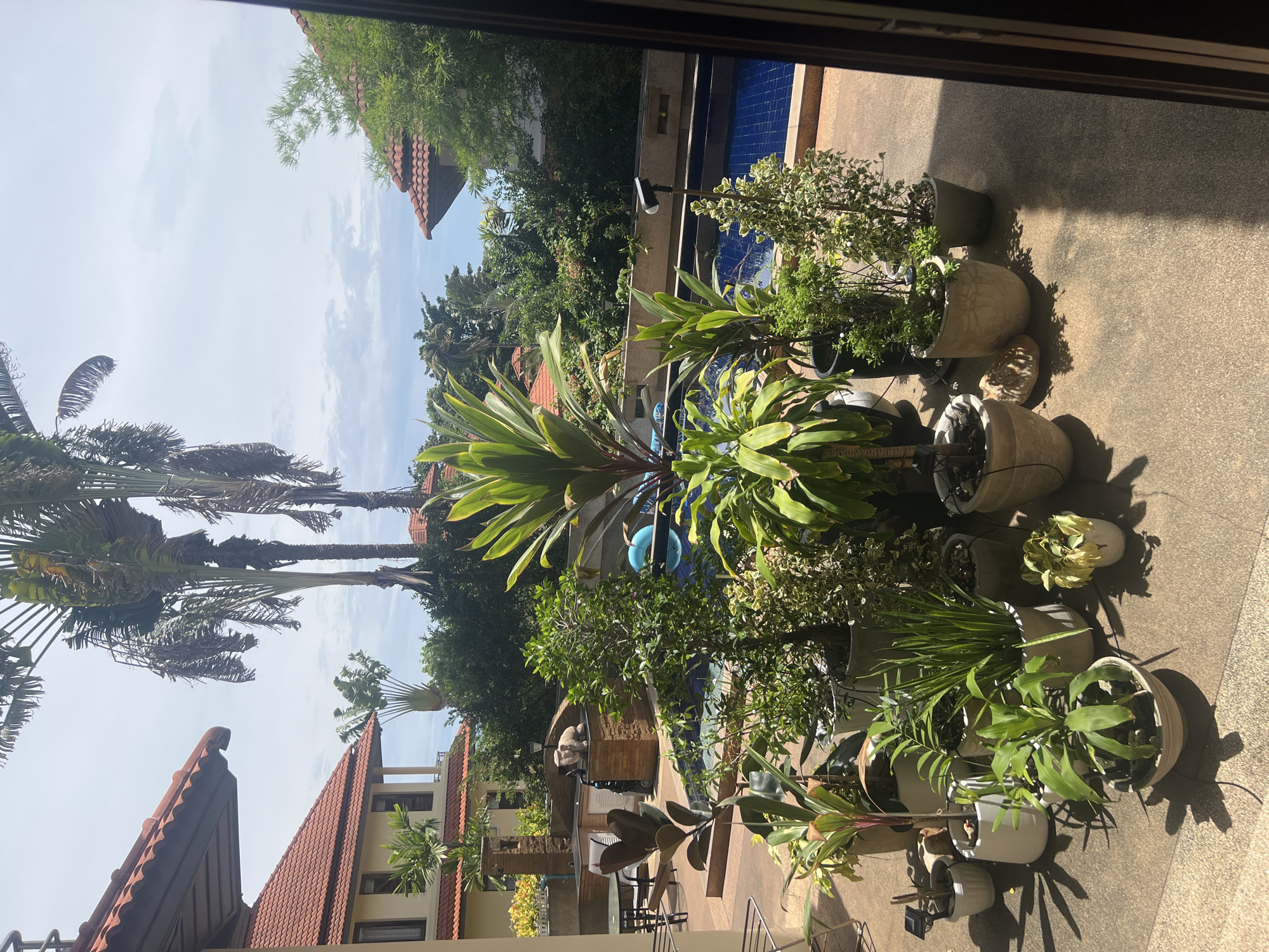 The image depicts an outdoor scene in a tropical environment, likely a residential property with a swimming pool, located in Ko Samui District, Thailand. The foreground is filled with various potted plants of different sizes and species, arranged on a concrete patio. Several of the plants have broad, green leaves, while one appears to be a small tree with lighter green and white variegated foliage. In the midground, a swimming pool with blue tiles is visible, bordered by a stone wall. Beyond the pool, lush green vegetation and tall palm trees are abundant, reaching towards a bright, partly cloudy sky. Two residential buildings with terracotta tiled roofs are partially visible on the left and right sides of the image, suggesting a resort or villa setting. The lighting indicates it is daytime, with strong shadows cast by the plants. There are no people visible in the scene.