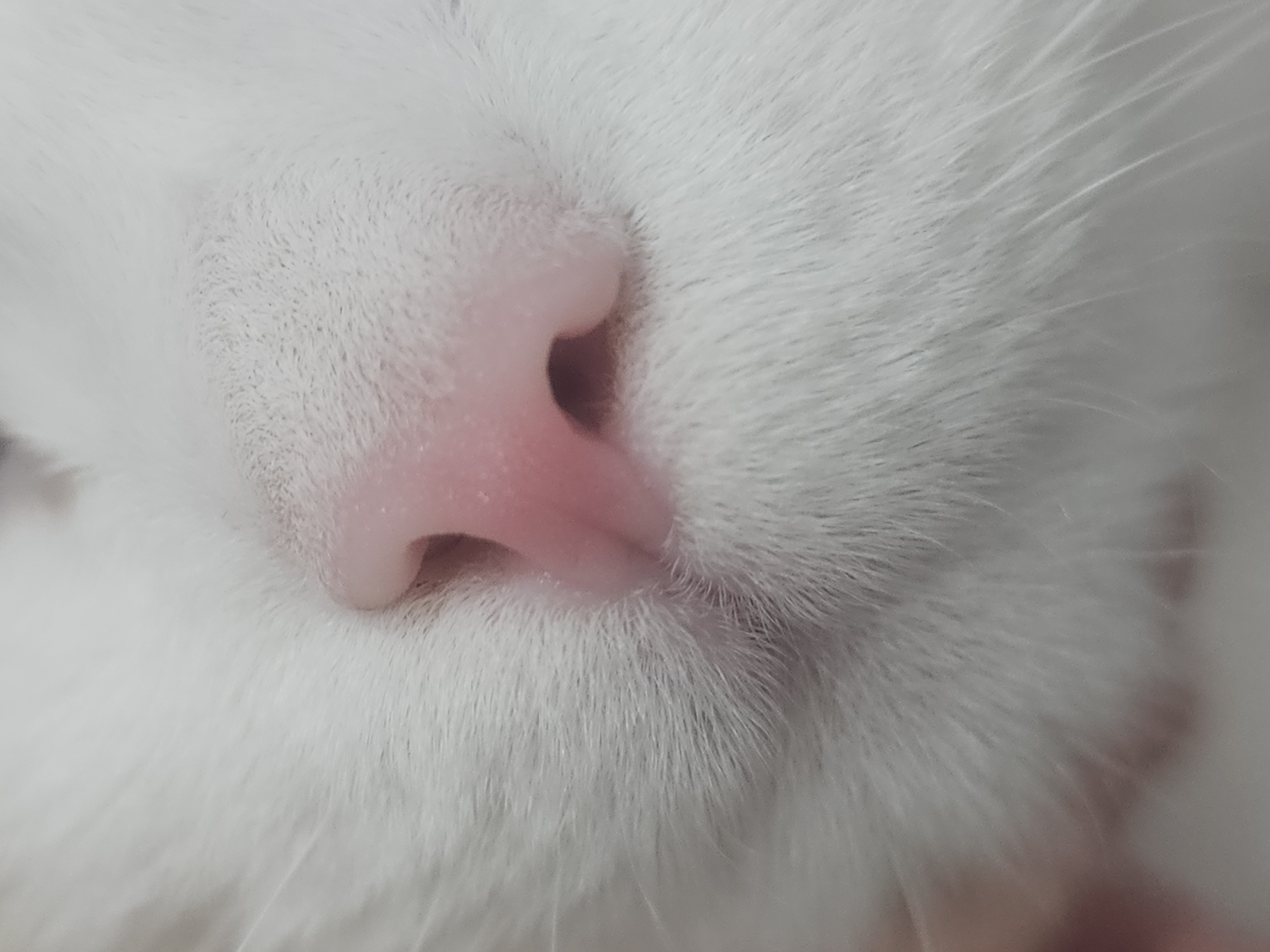 A close-up, high-angle, eye-level shot focuses on the pink nose of a white cat. The cat's fur is soft and white, with fine hairs visible. The nose is slightly moist and textured, with a central indent. The image provides no information about the location in the city of Tosno, Russia, or any other contextual details.